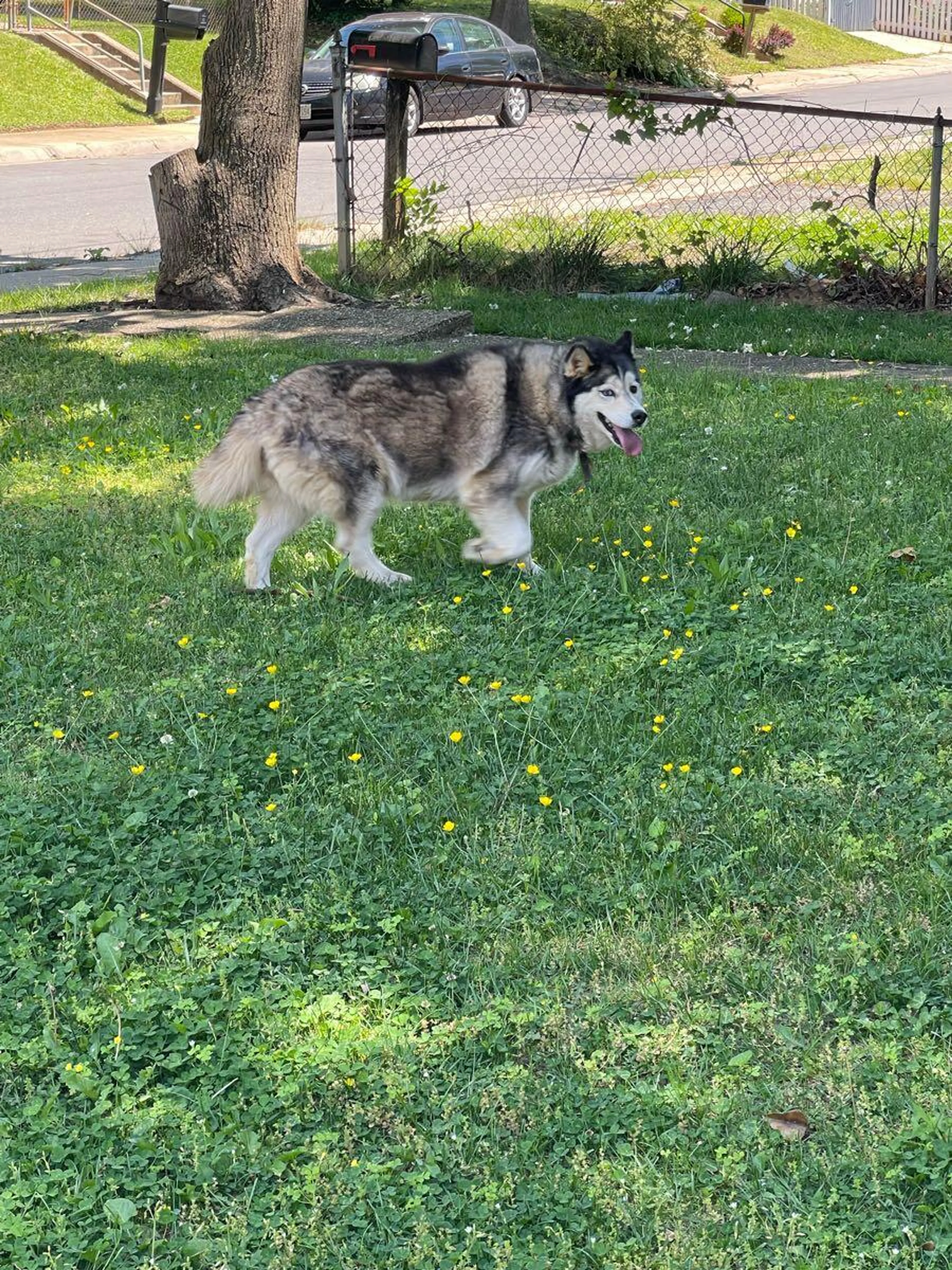 Found pet
