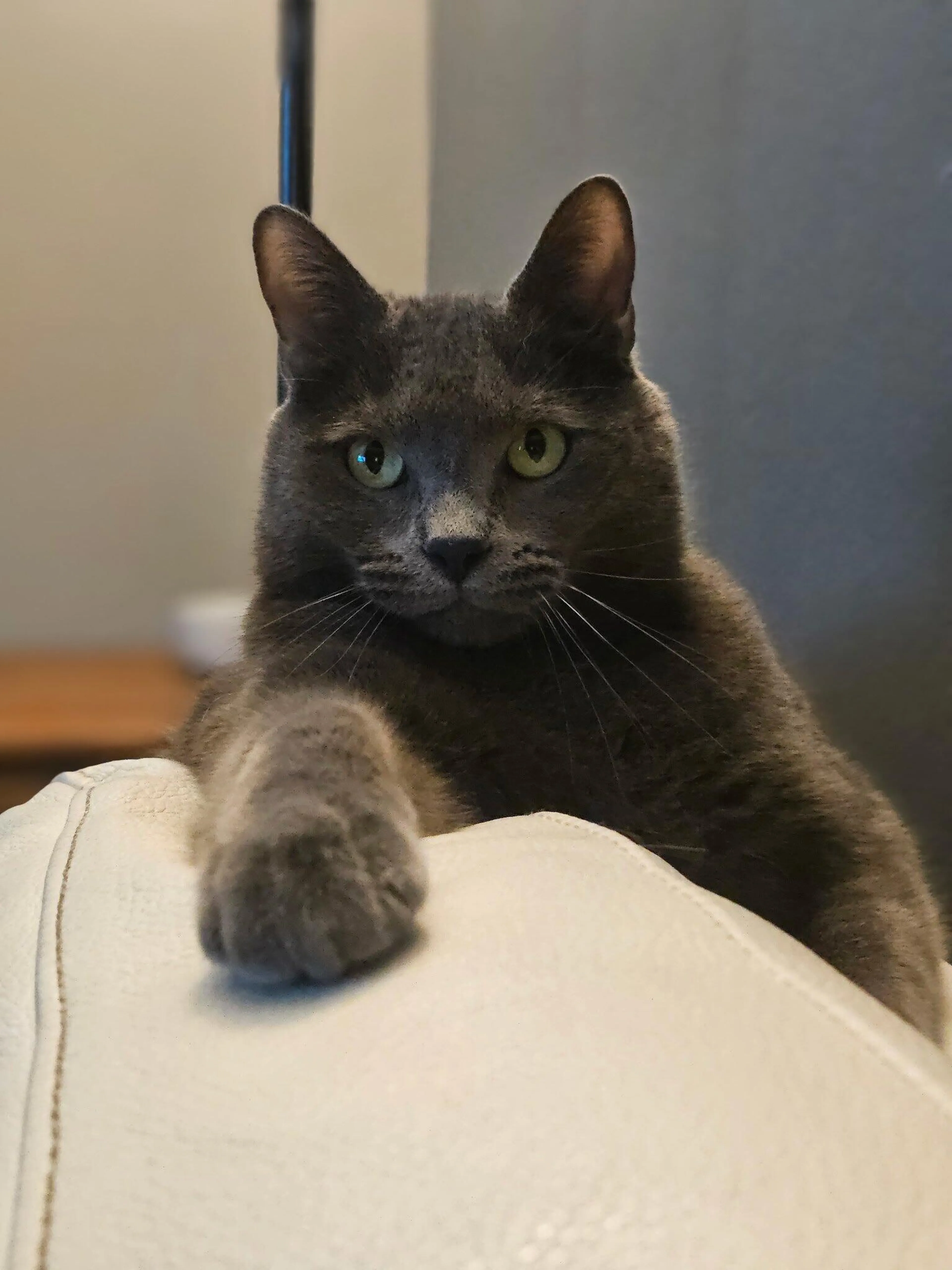 Lost pet