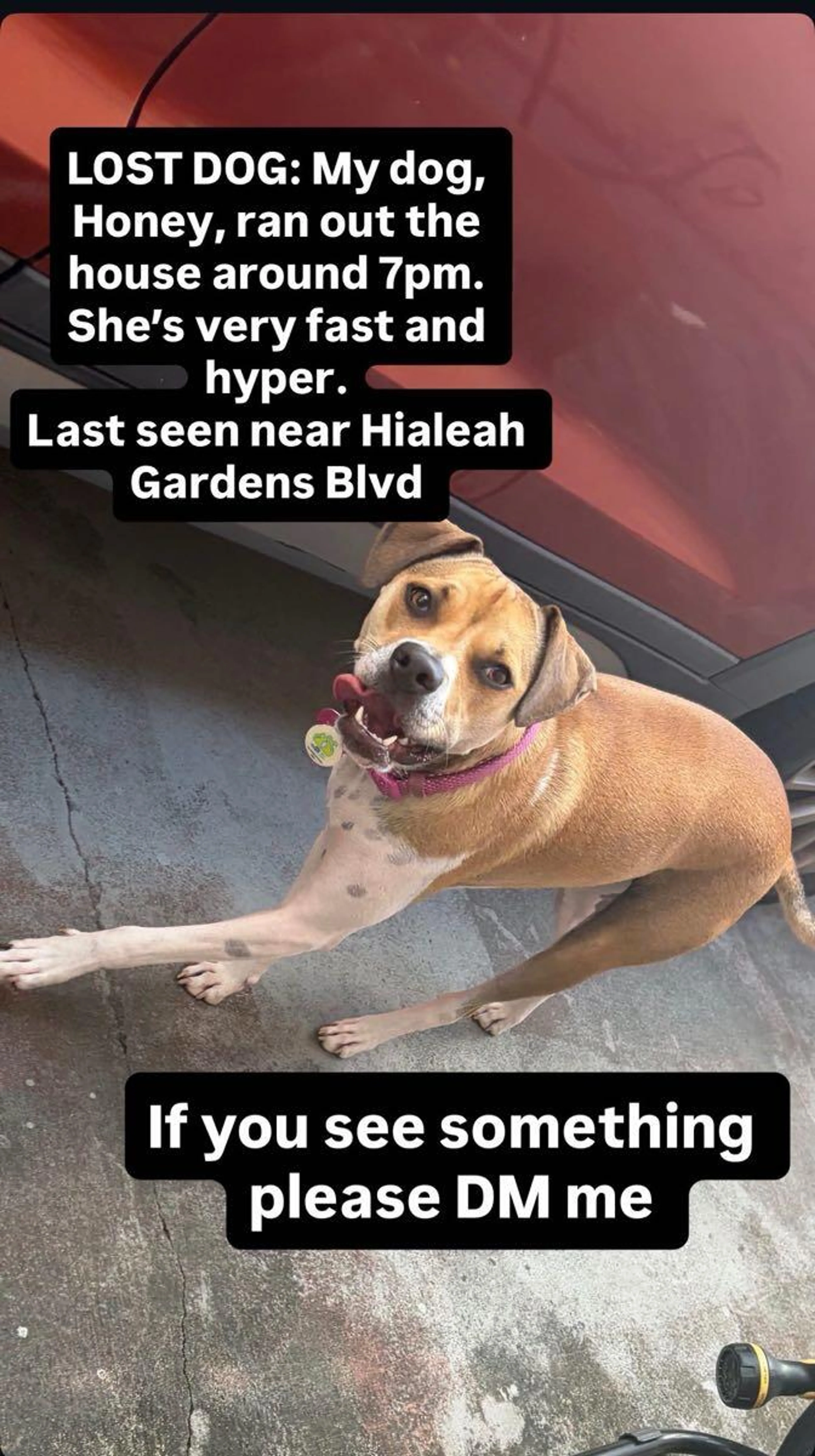 Lost pet
