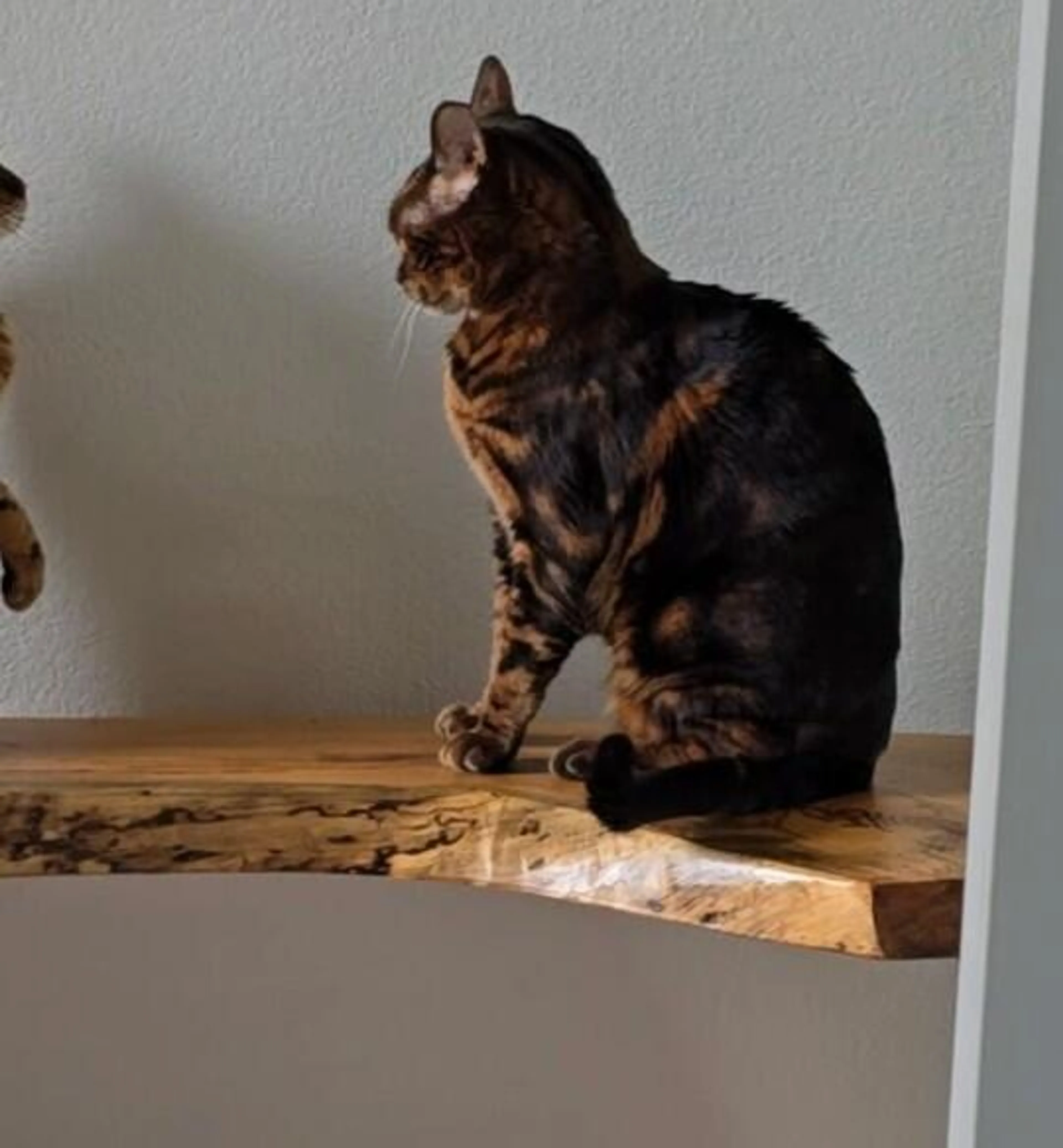 Lost pet