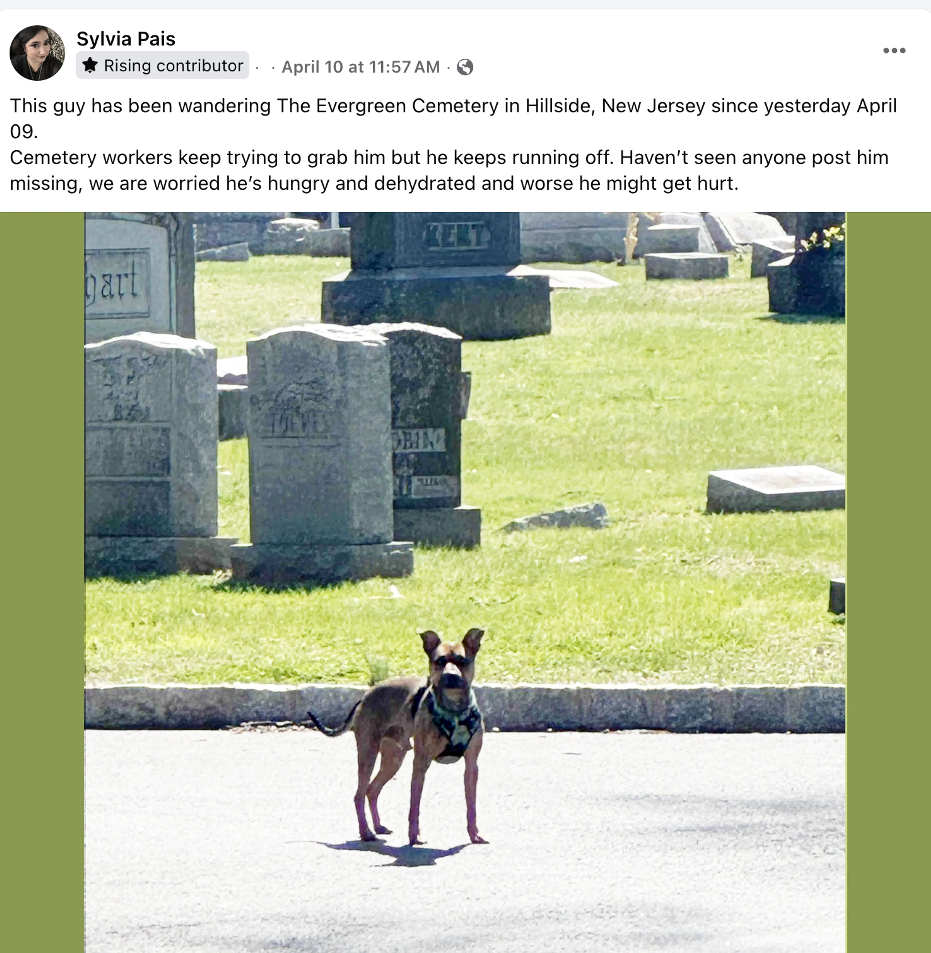 Found pet