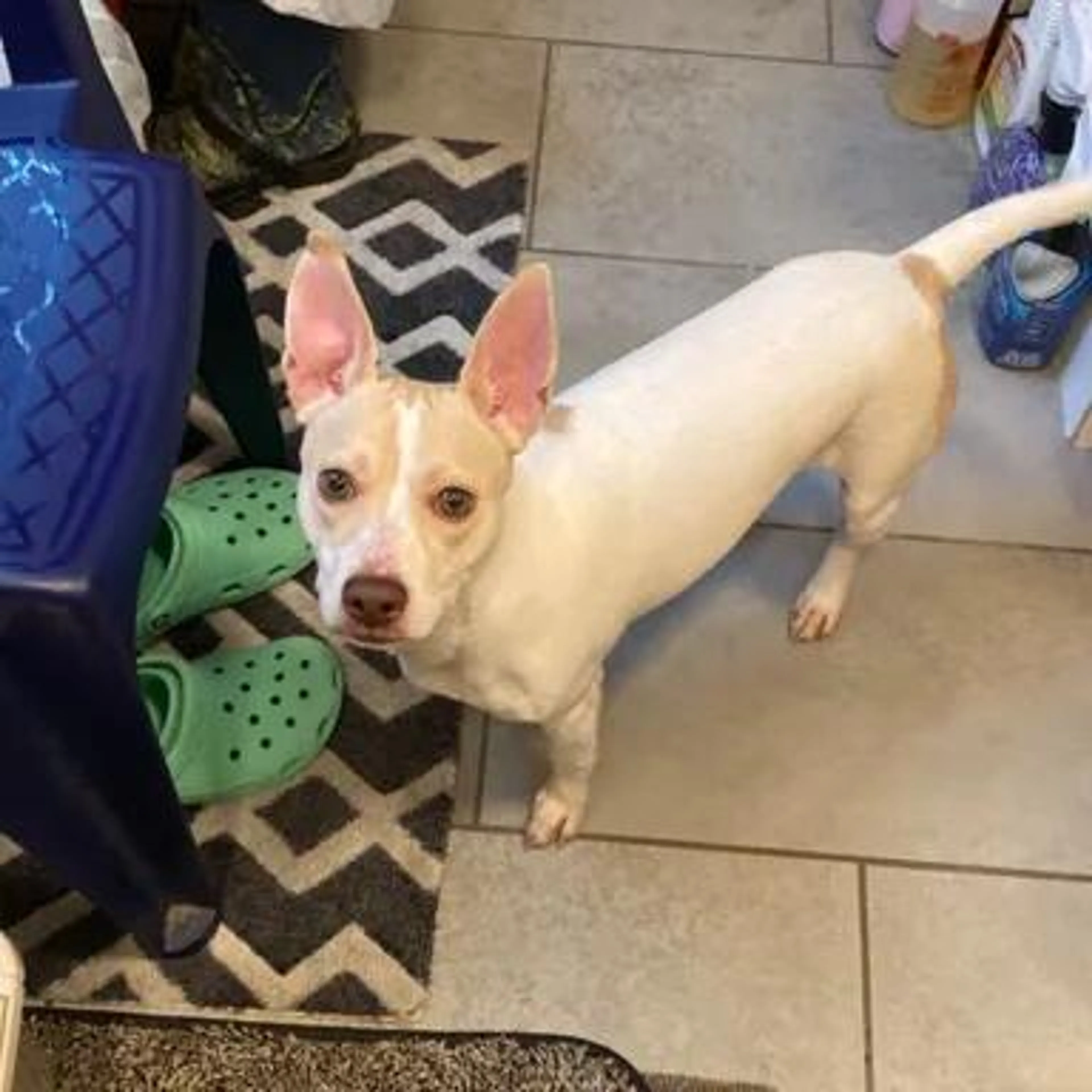 Found pet