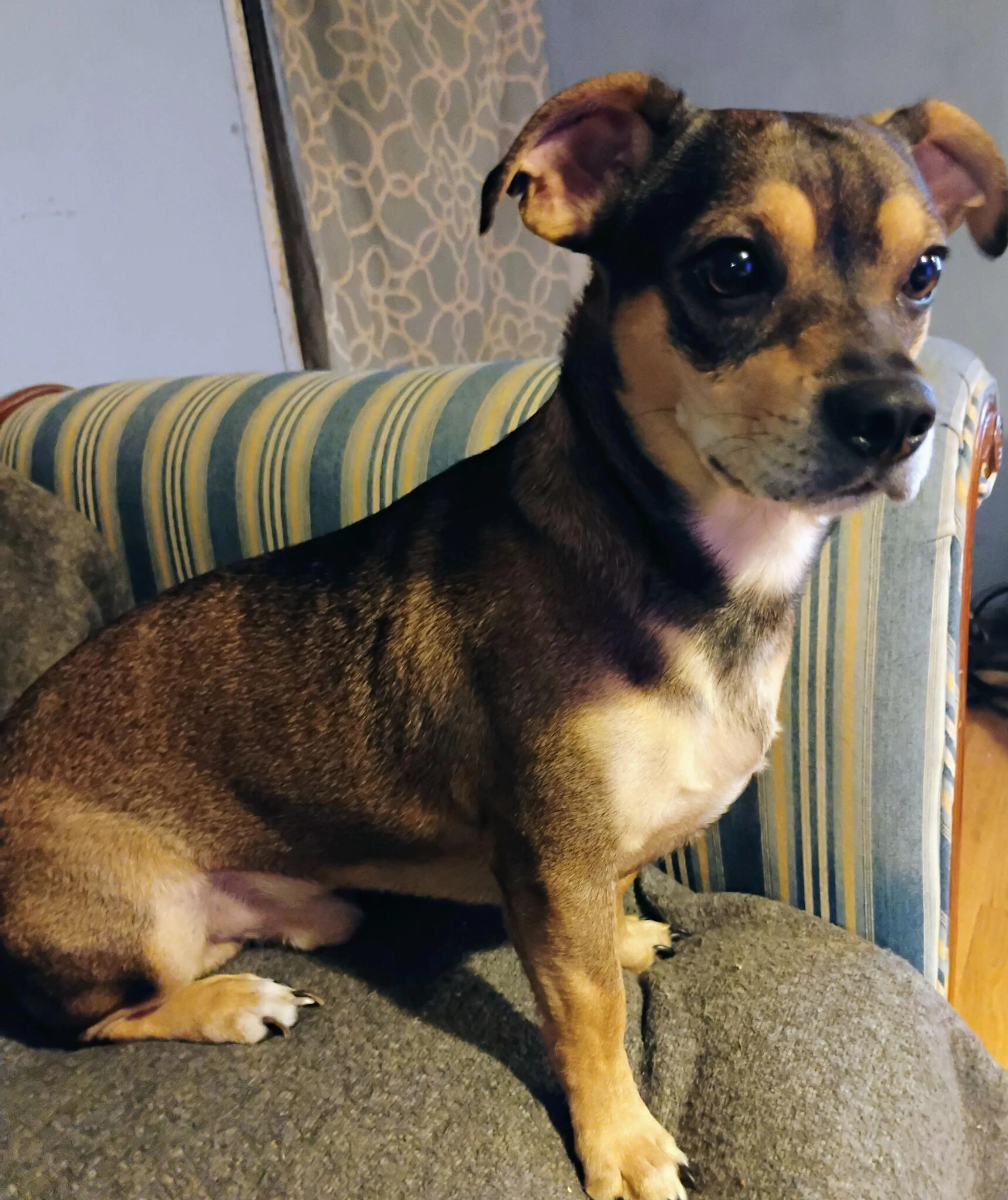 Lost pet