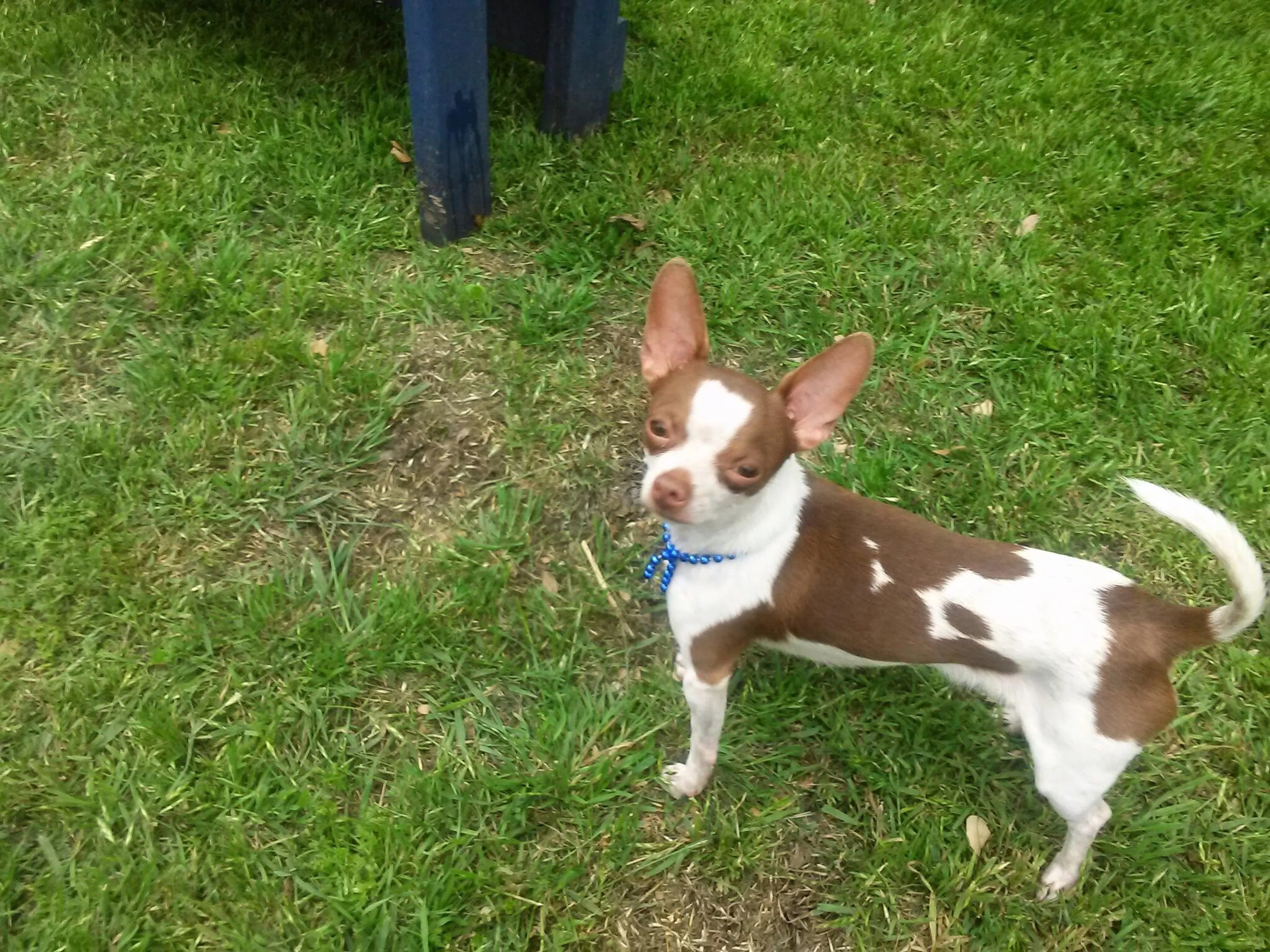 Lost pet