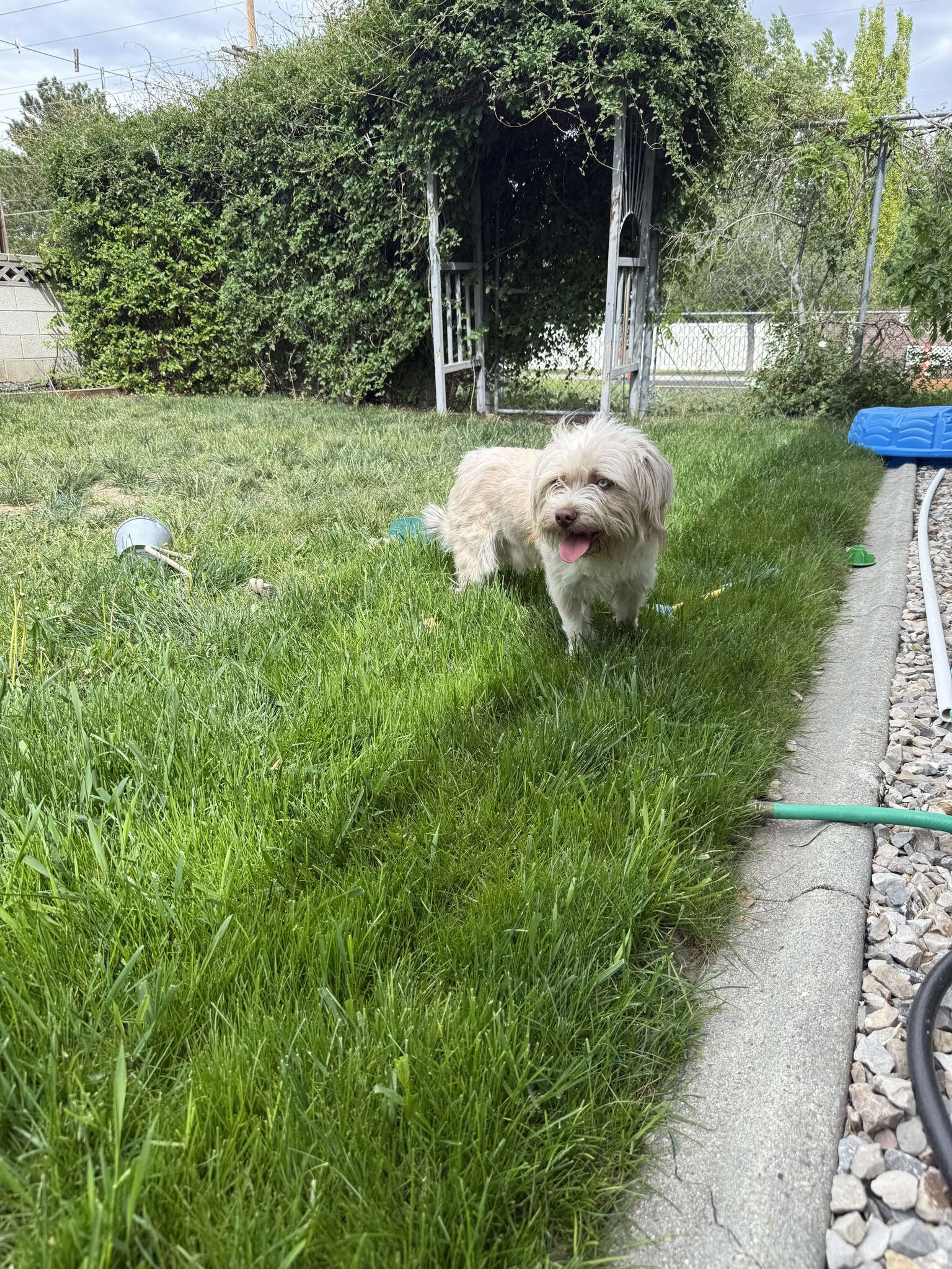 Found pet