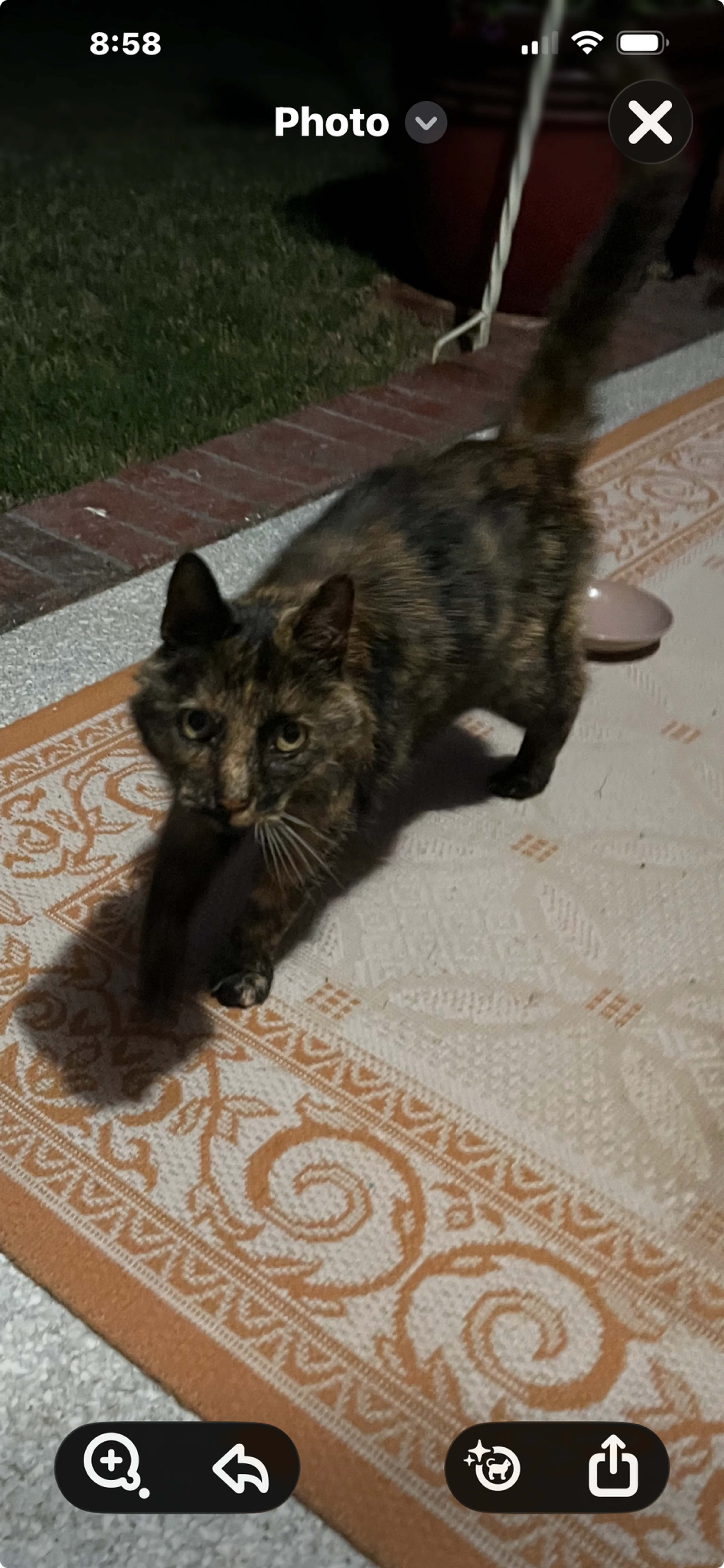 Found pet