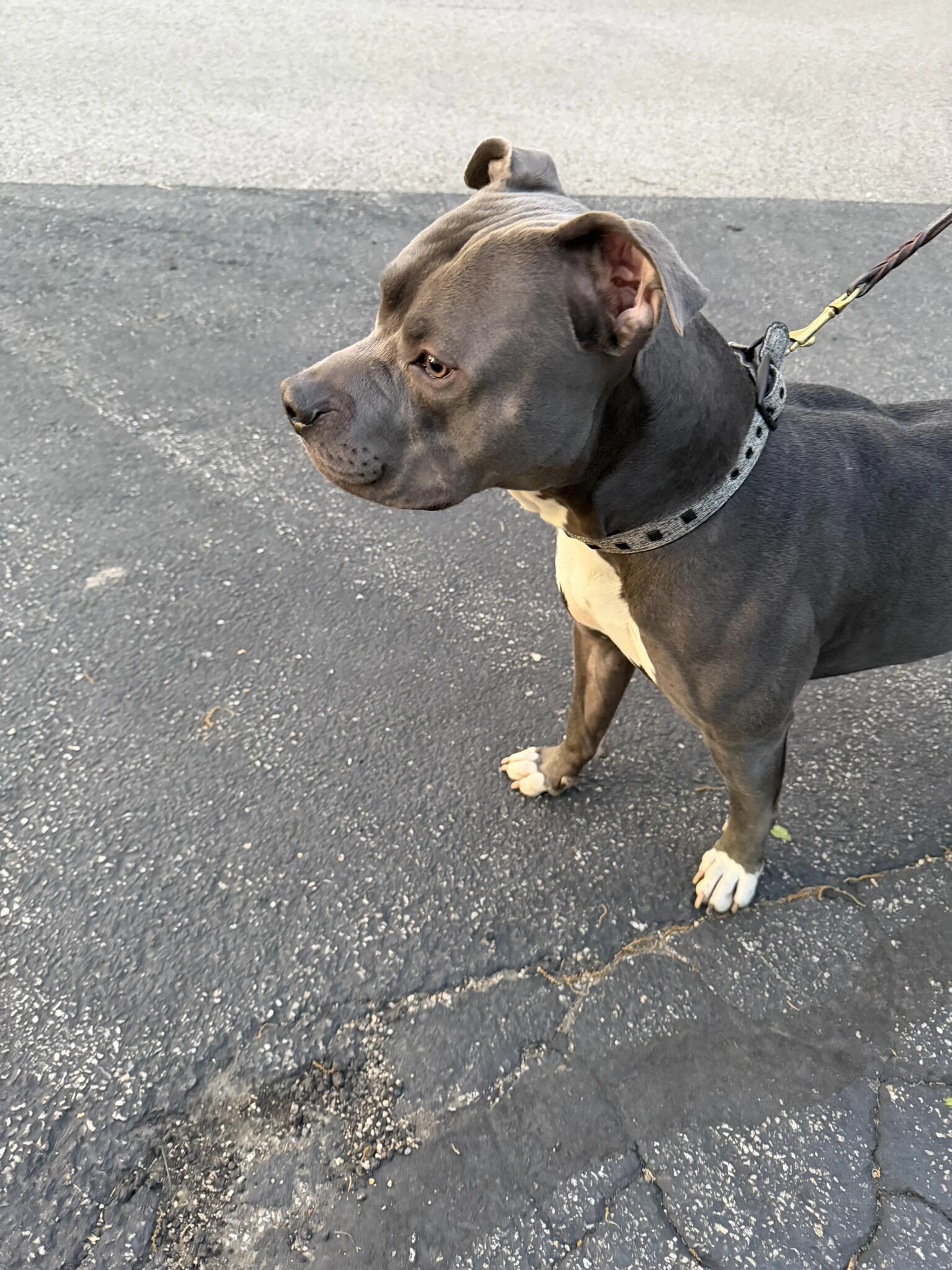 Found pet