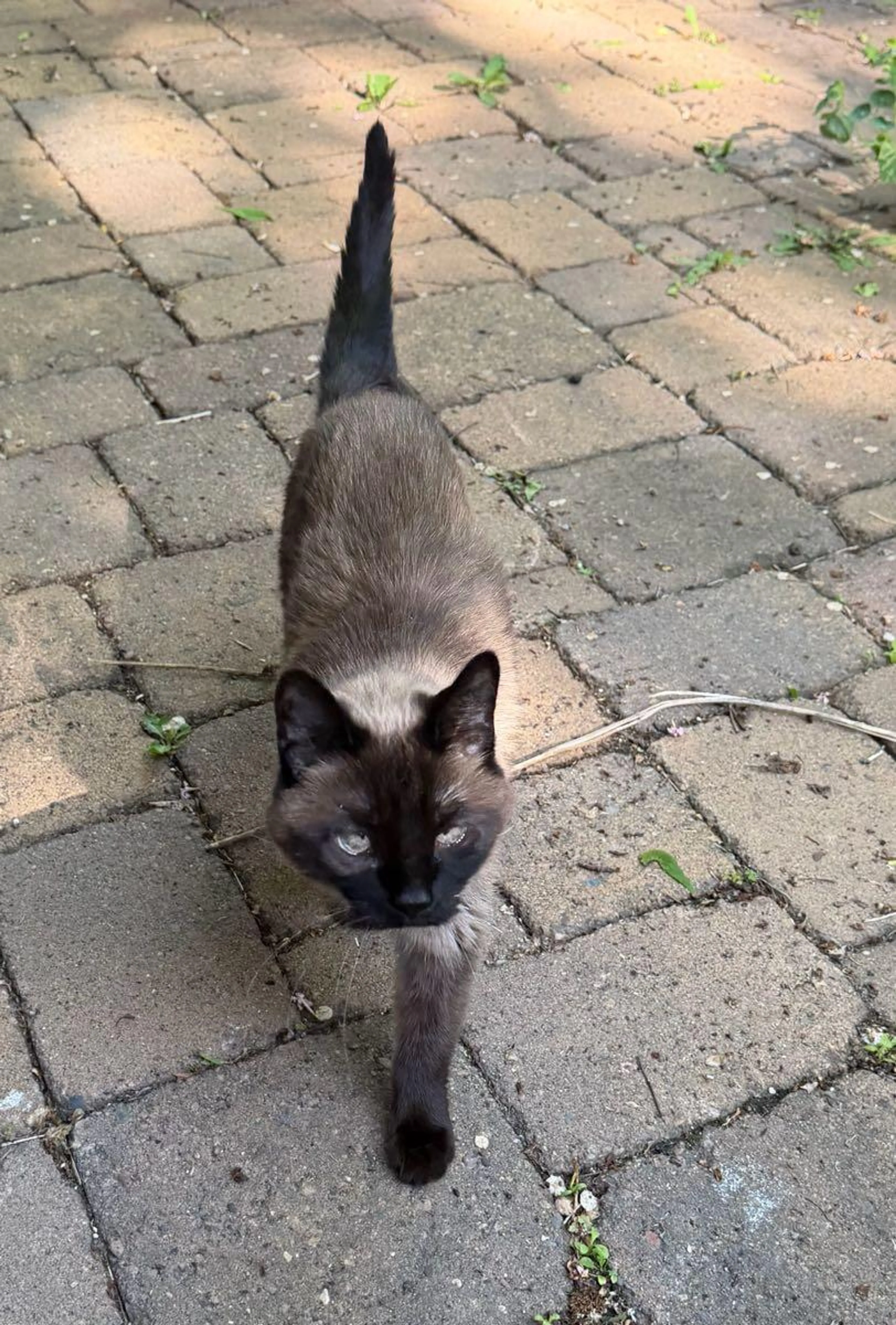 Found pet
