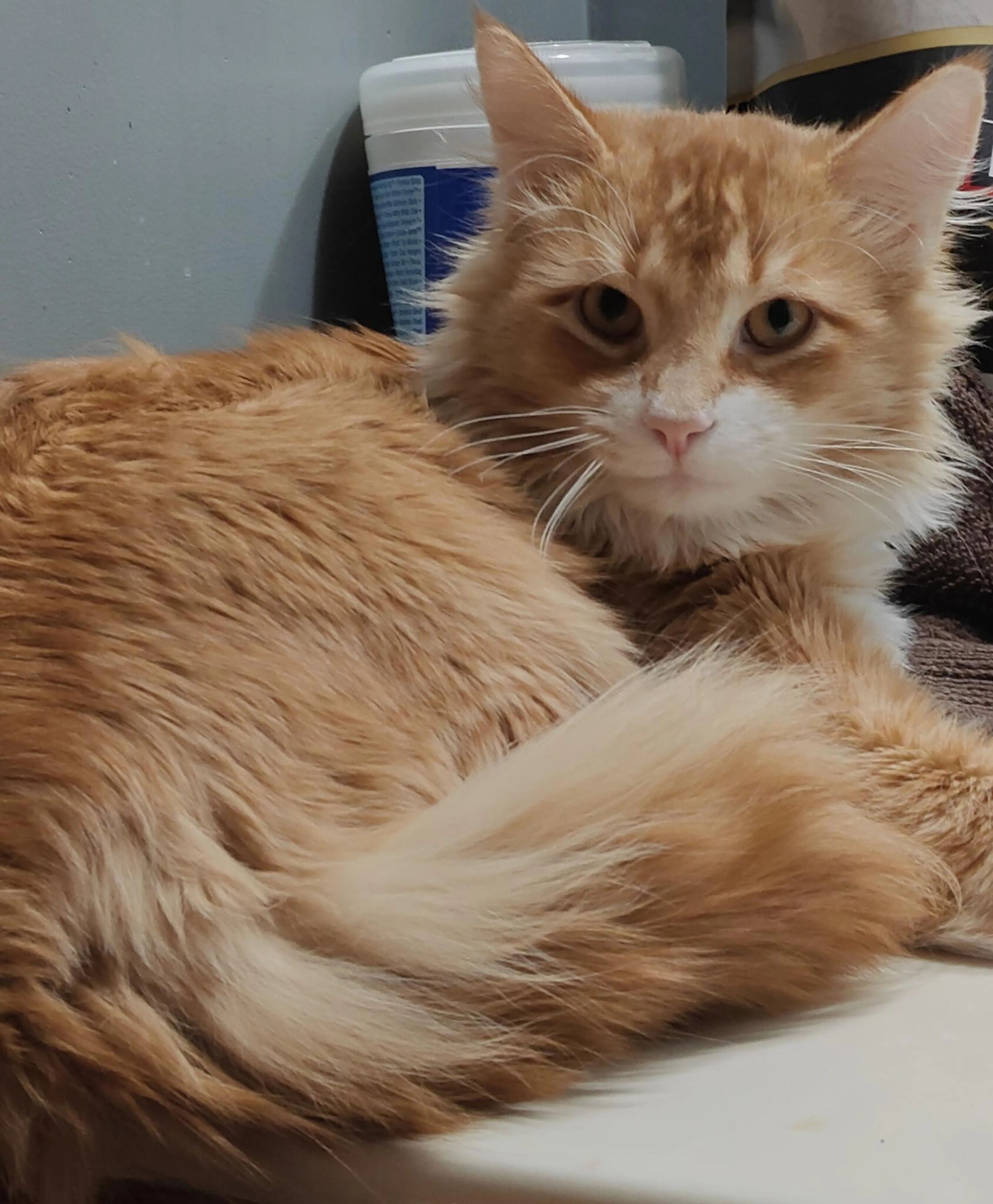 Lost pet