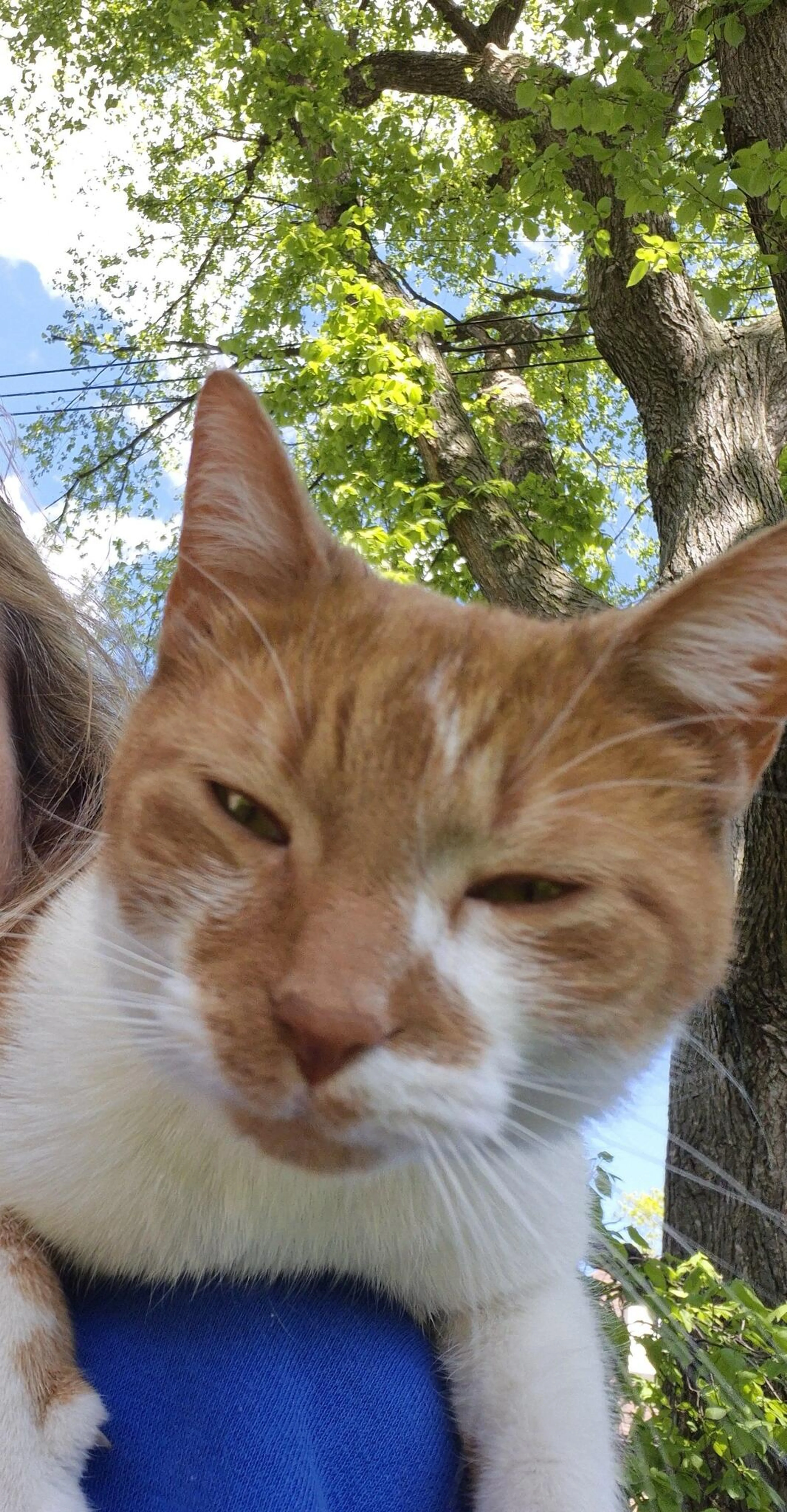 Found pet
