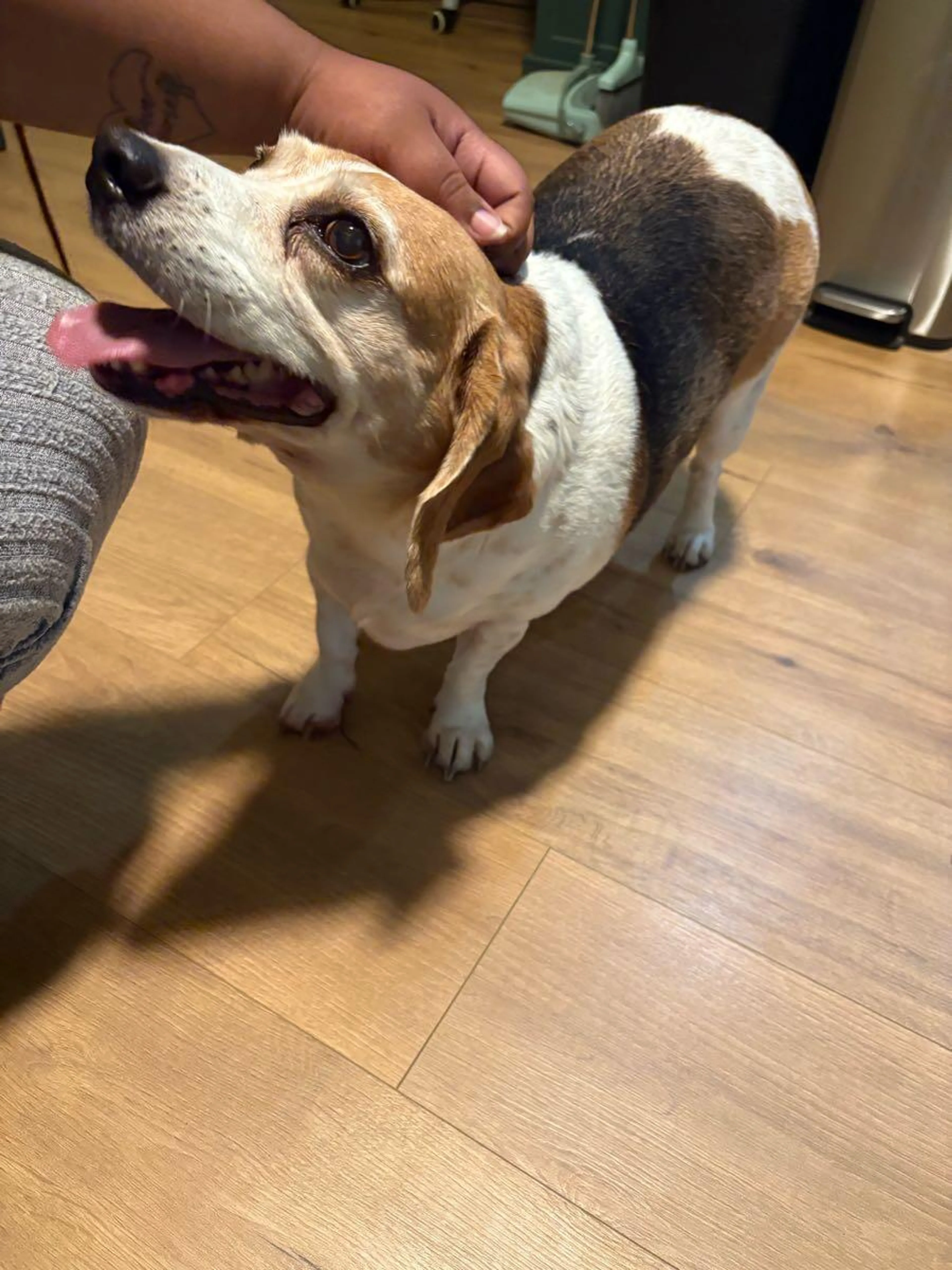 Found pet