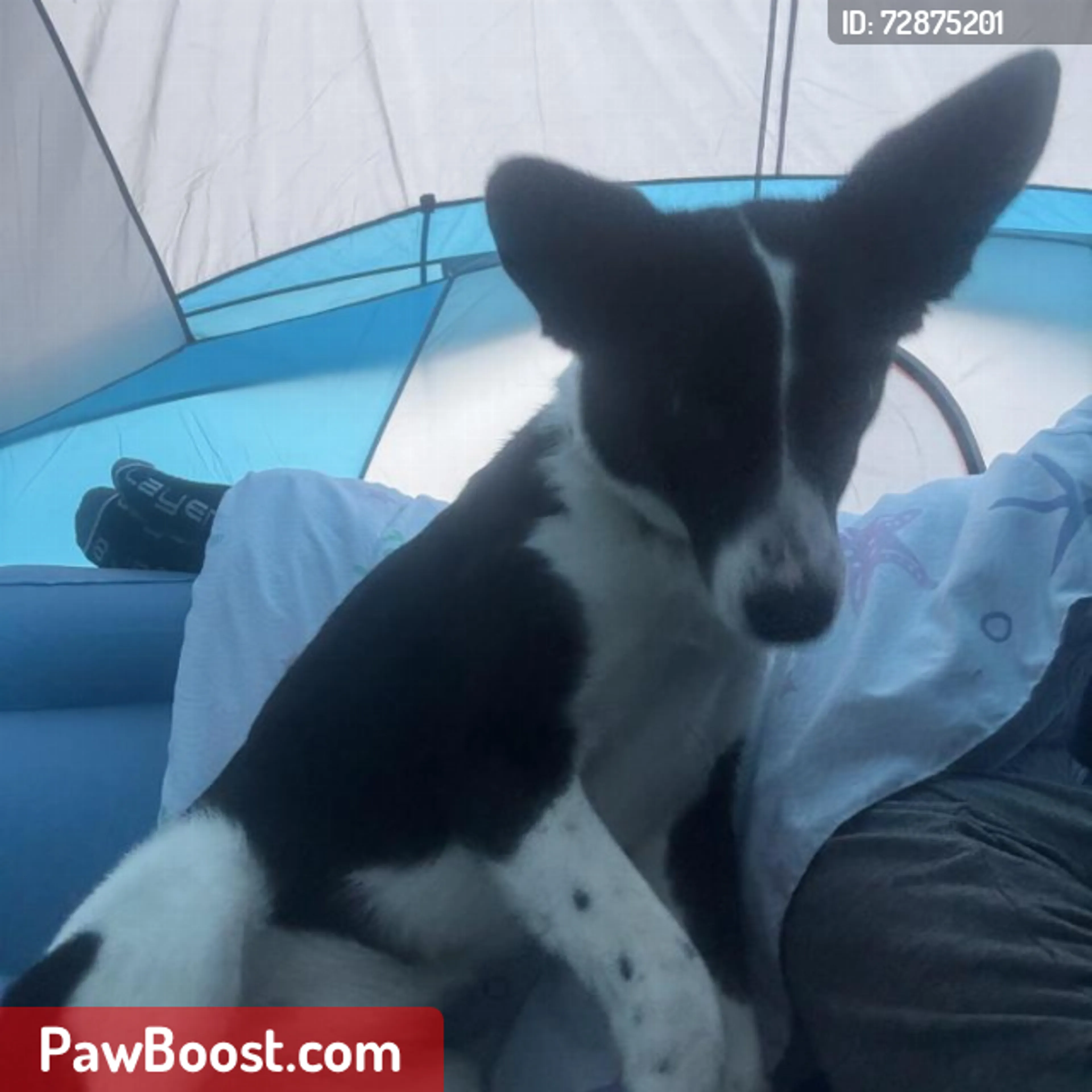 Lost pet
