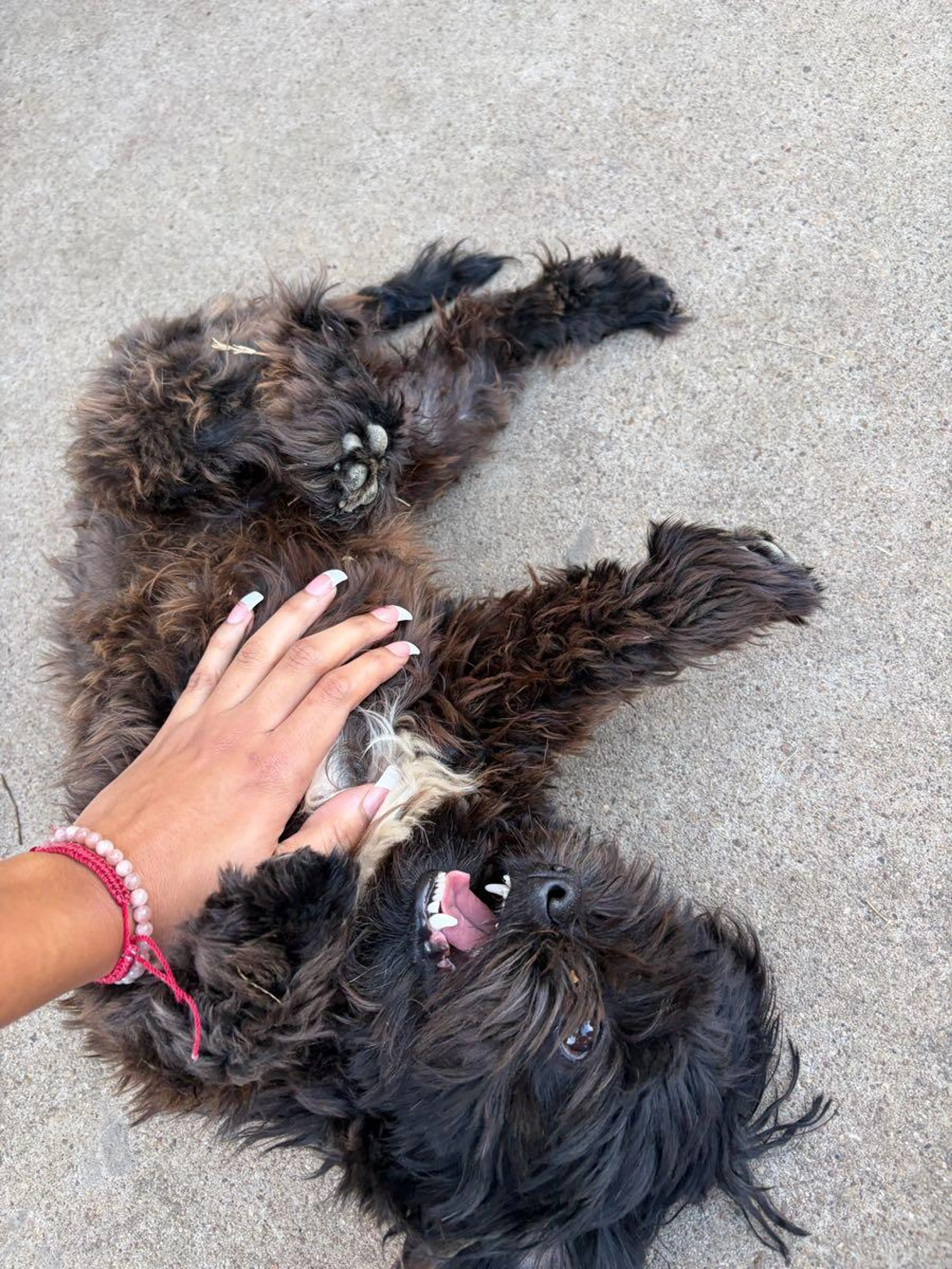 Lost pet