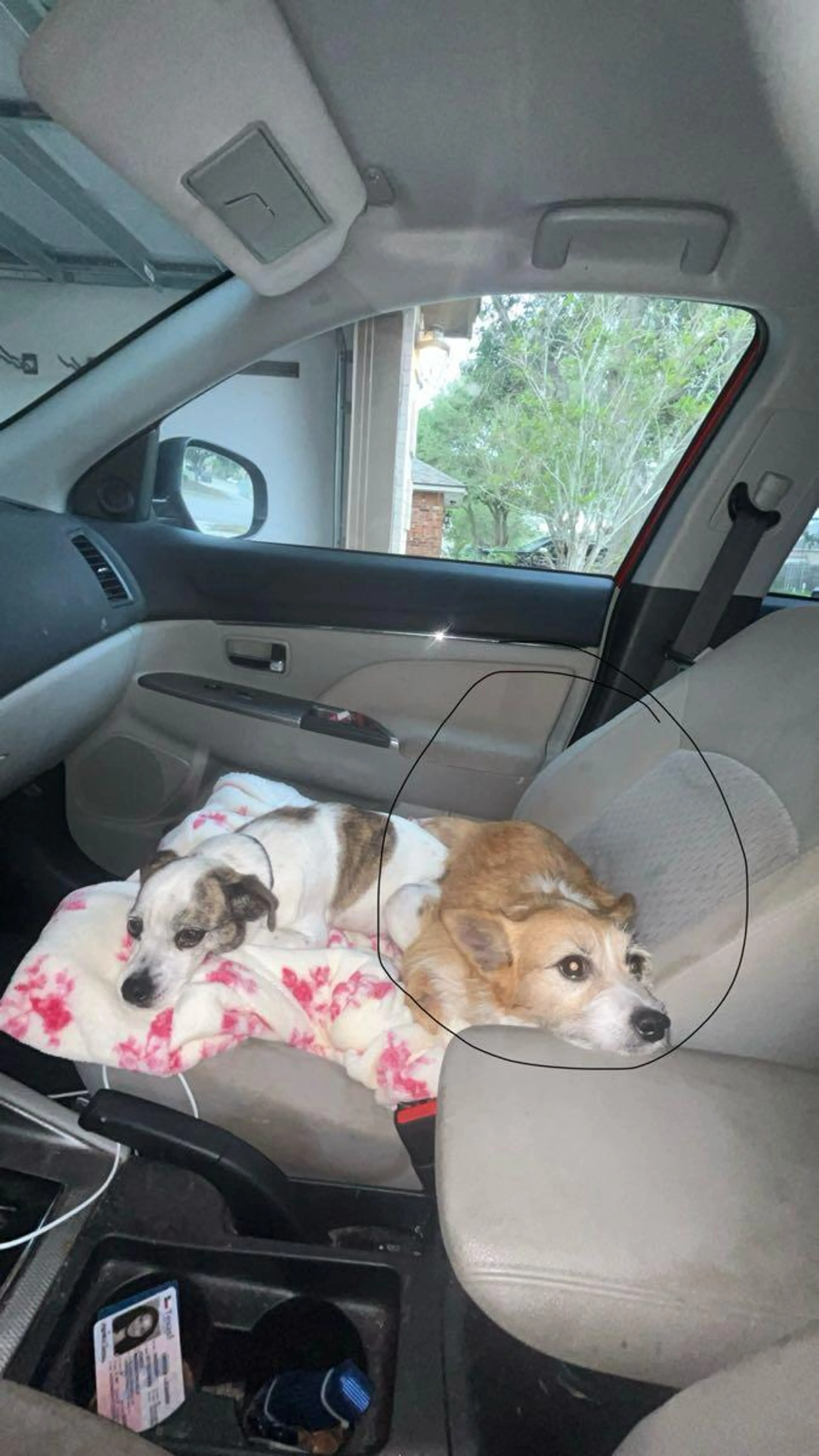 Lost pet