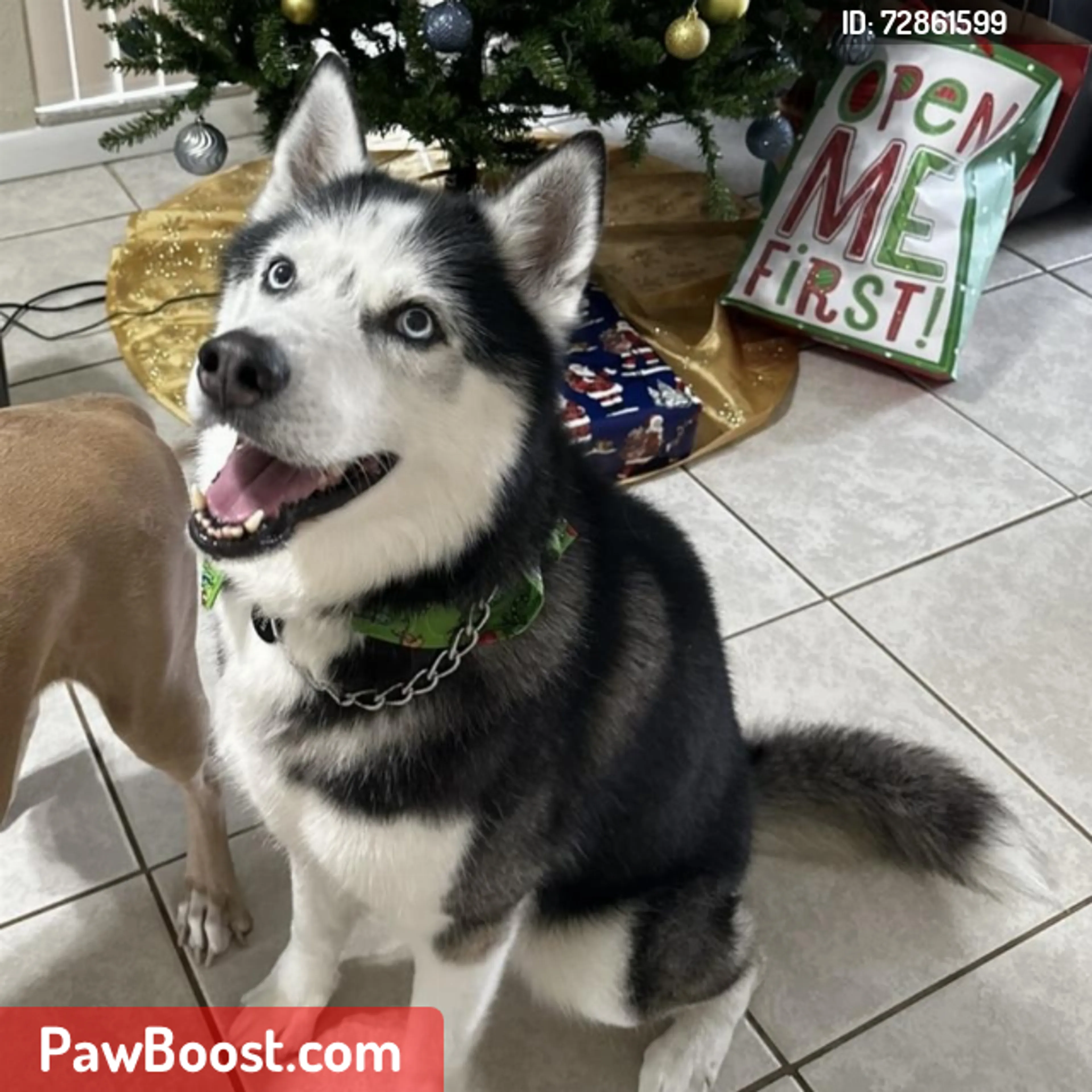 Lost pet