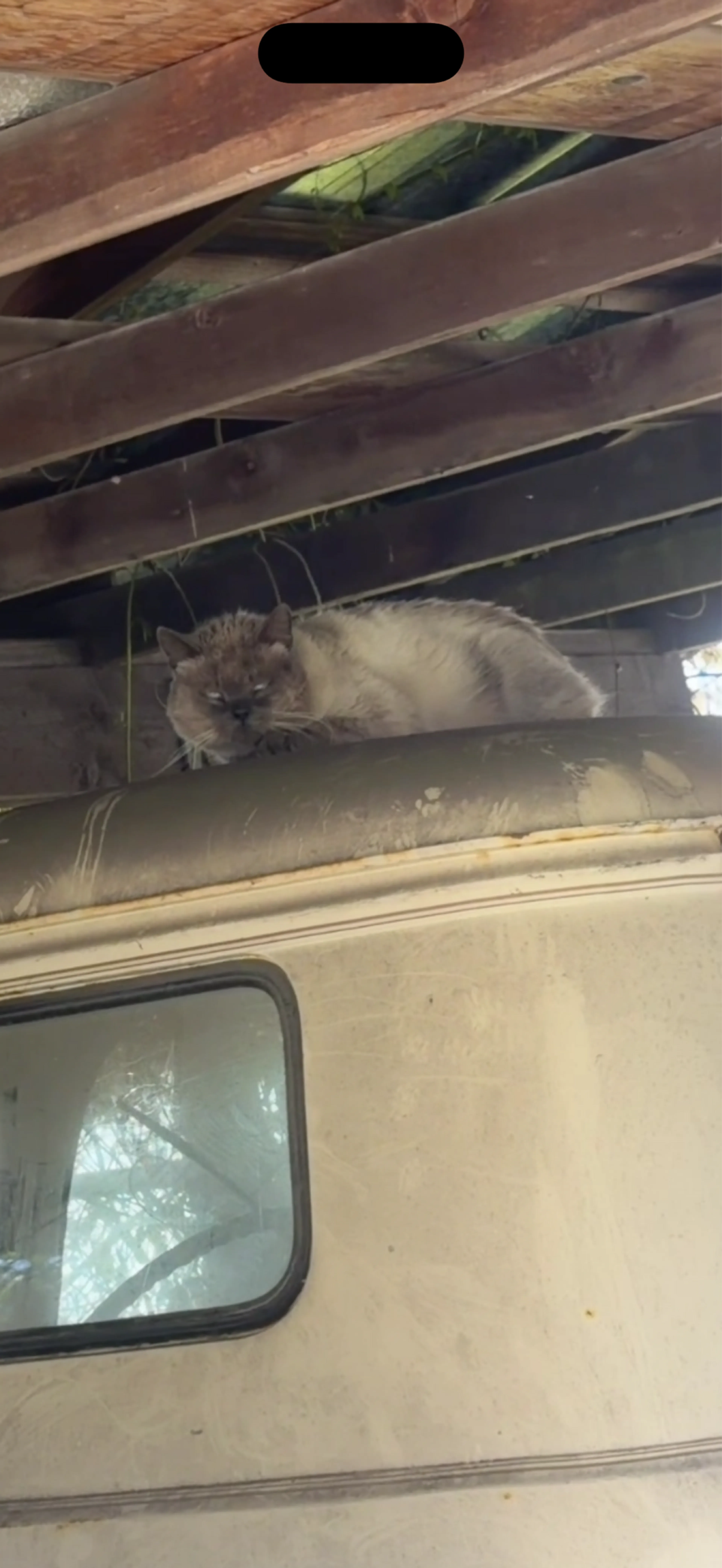 Found pet