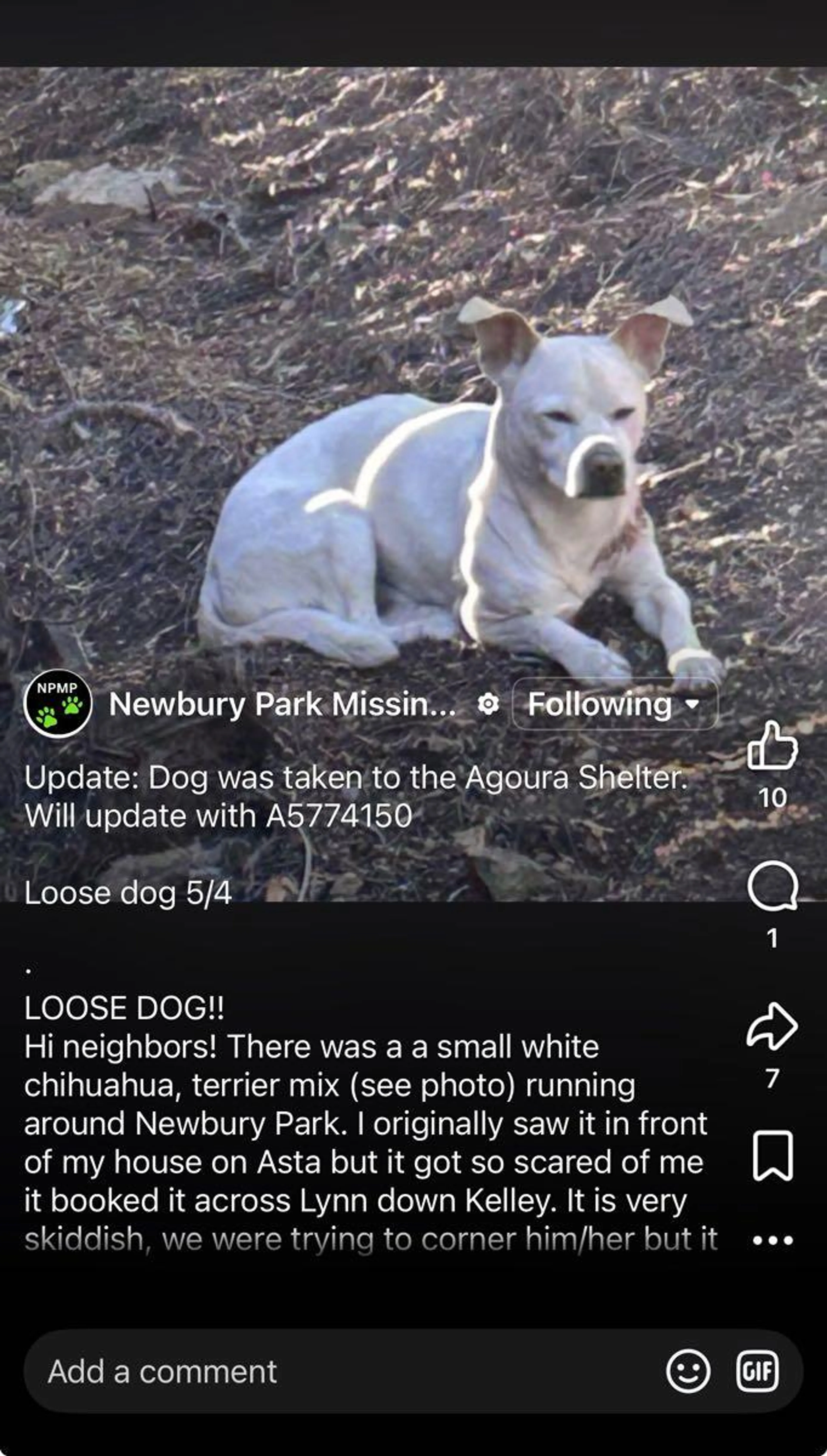 Found pet