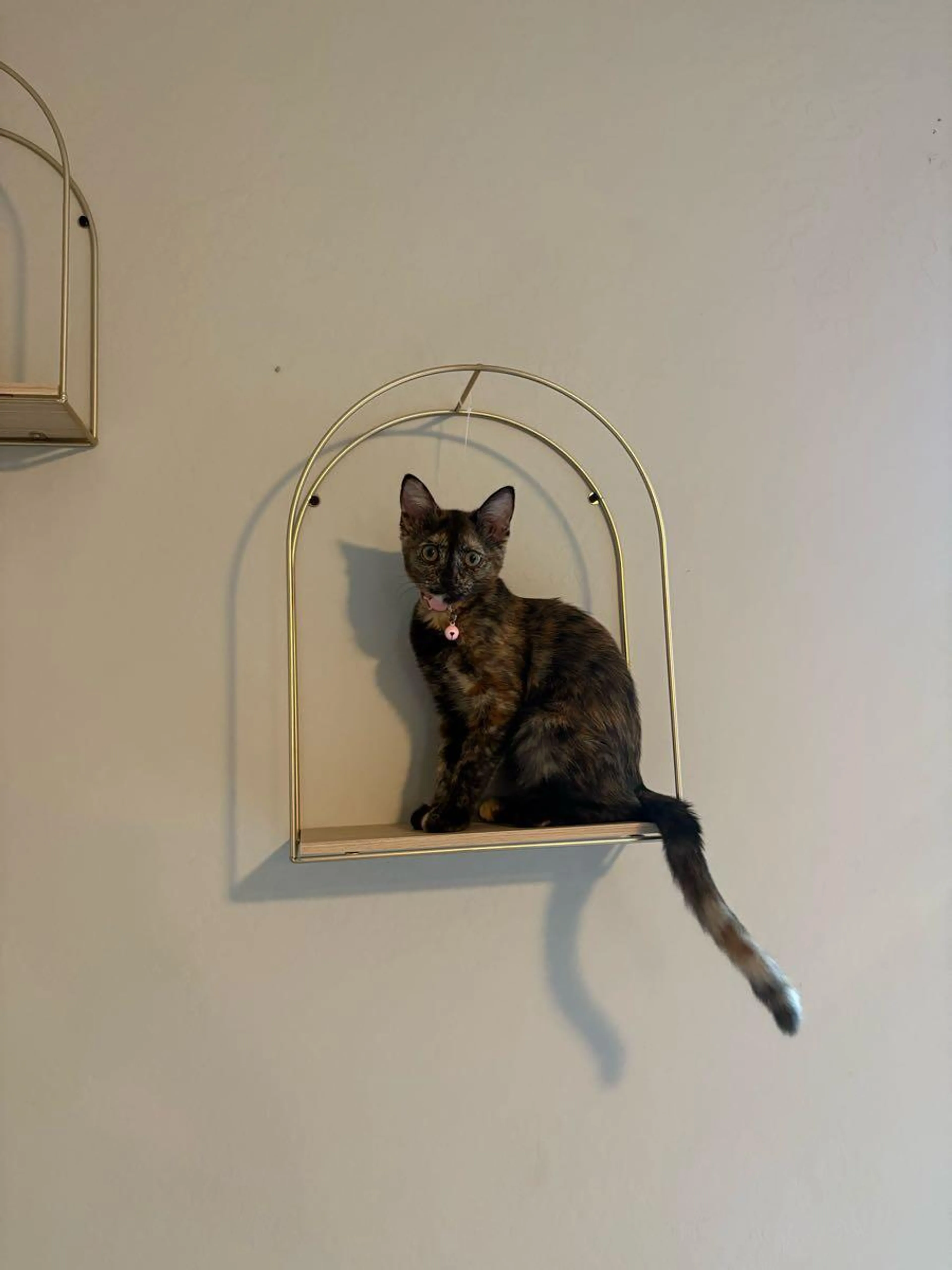 Lost pet