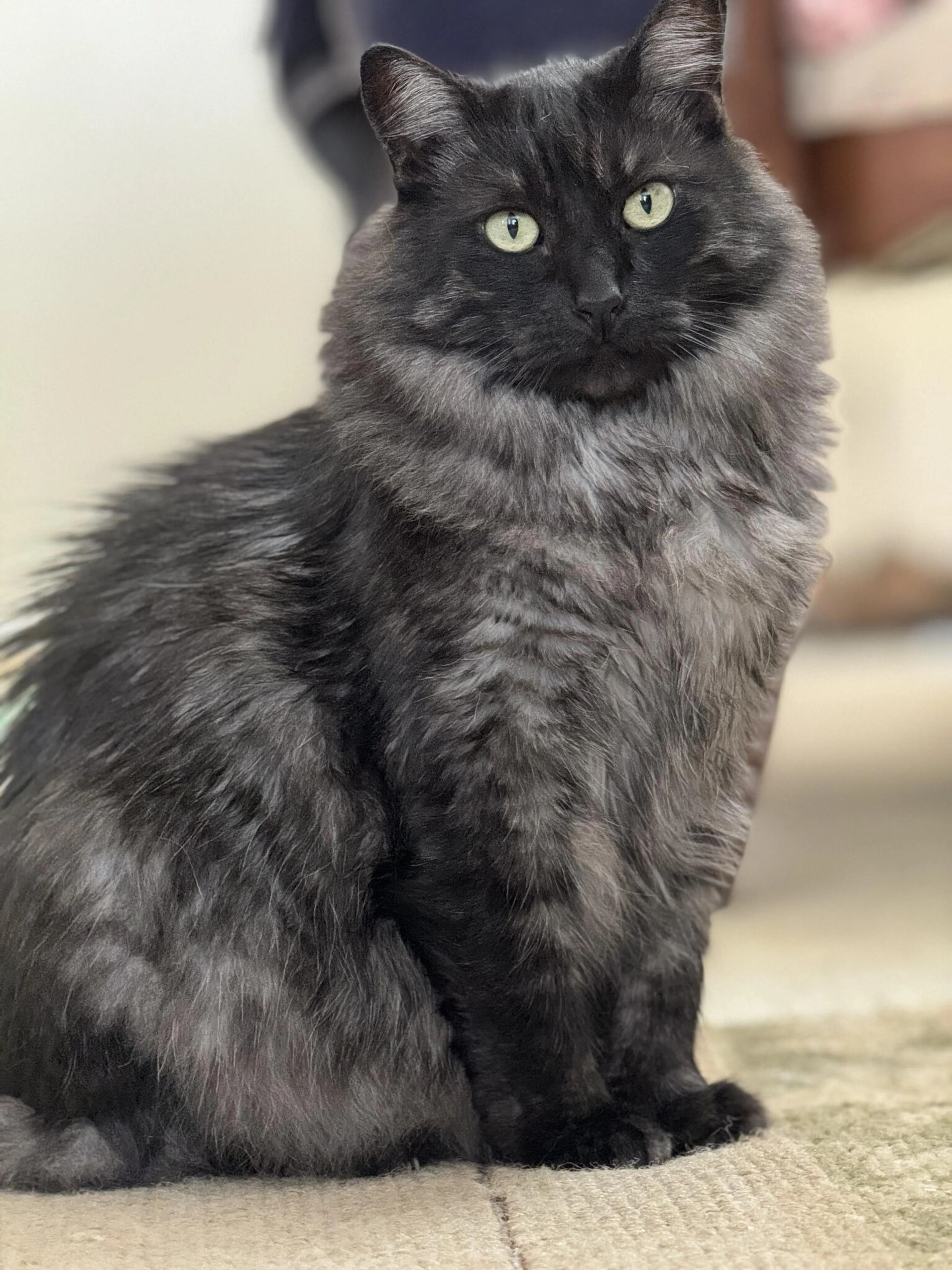 Lost pet