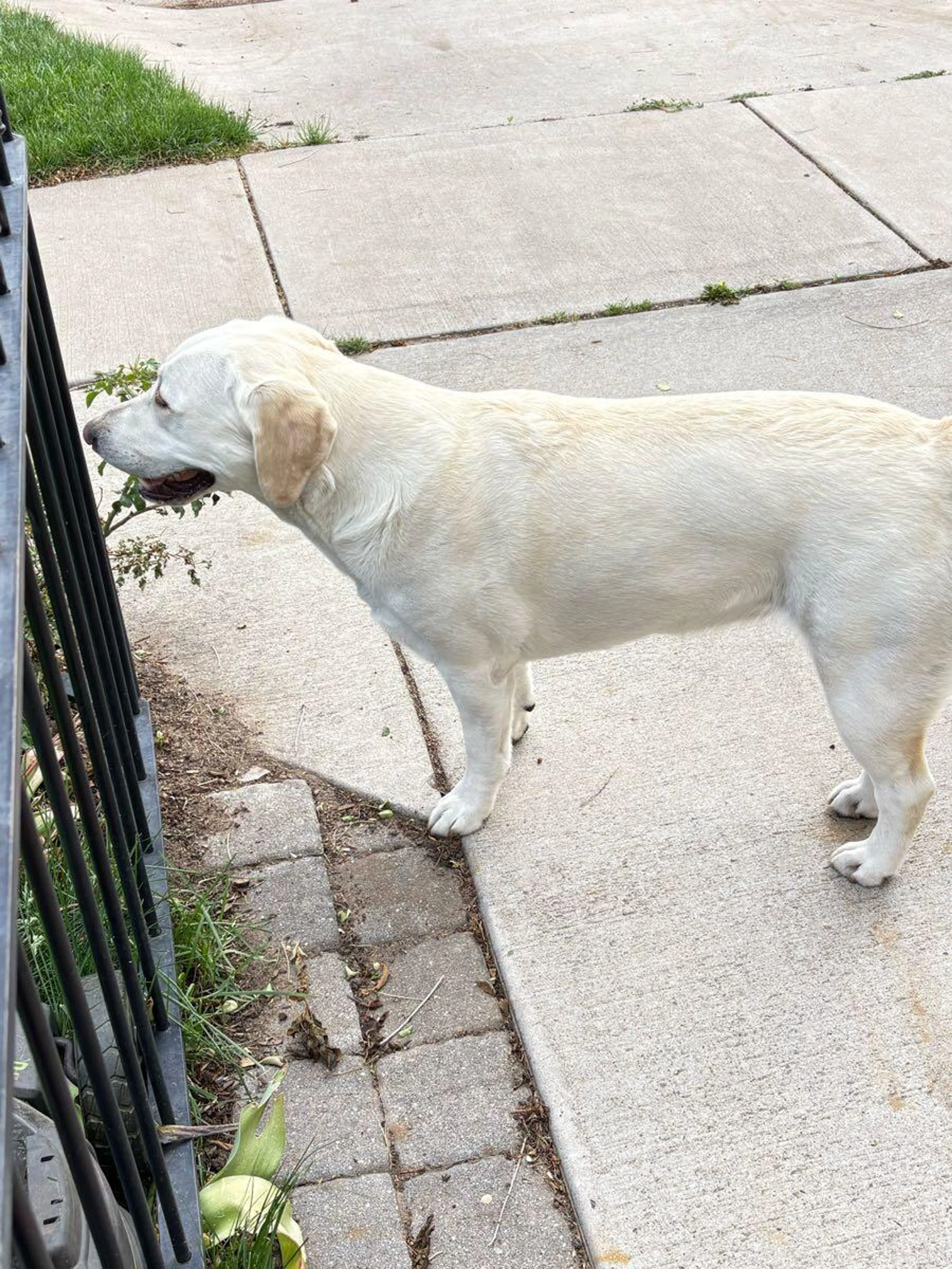 Lost pet