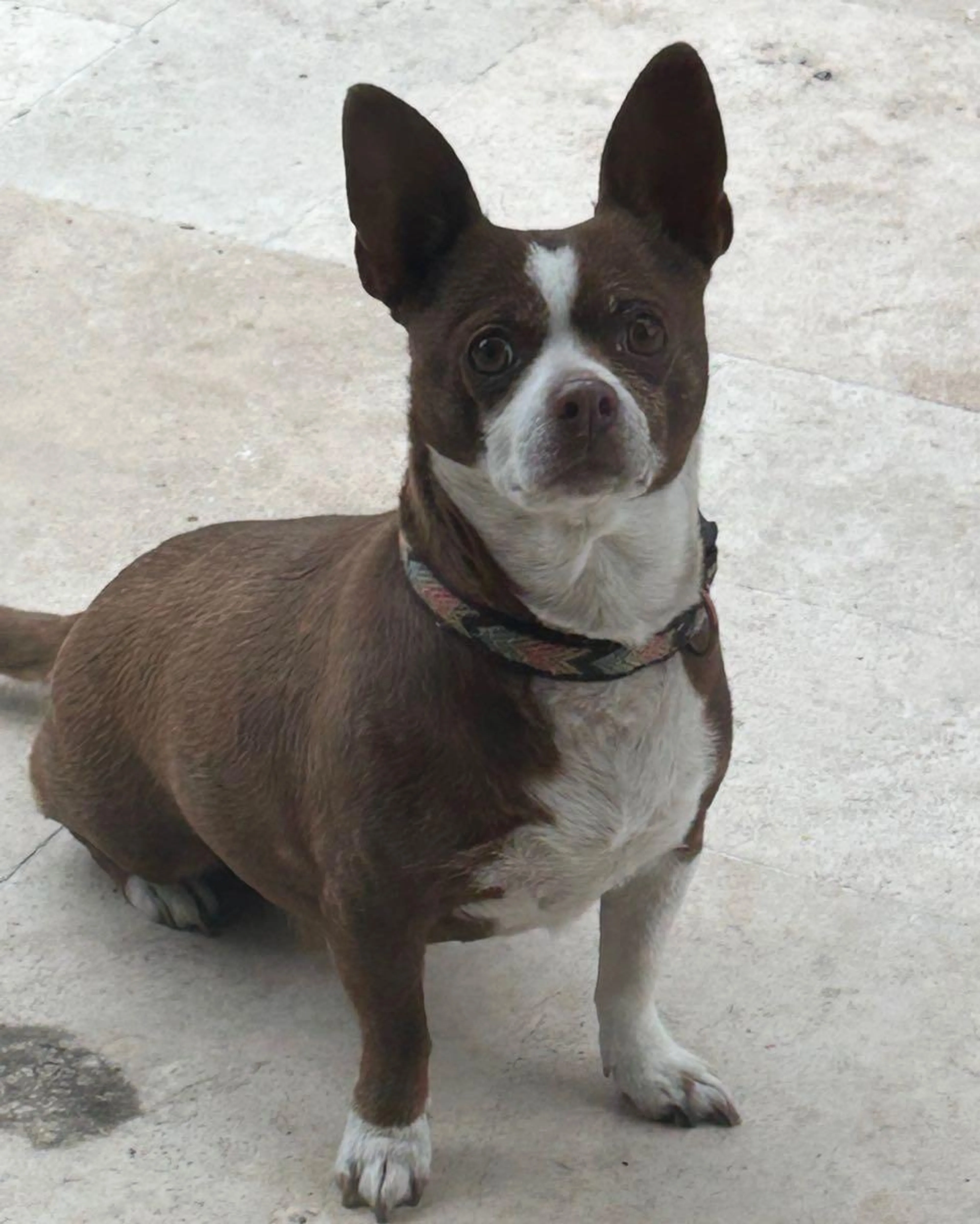 Lost pet