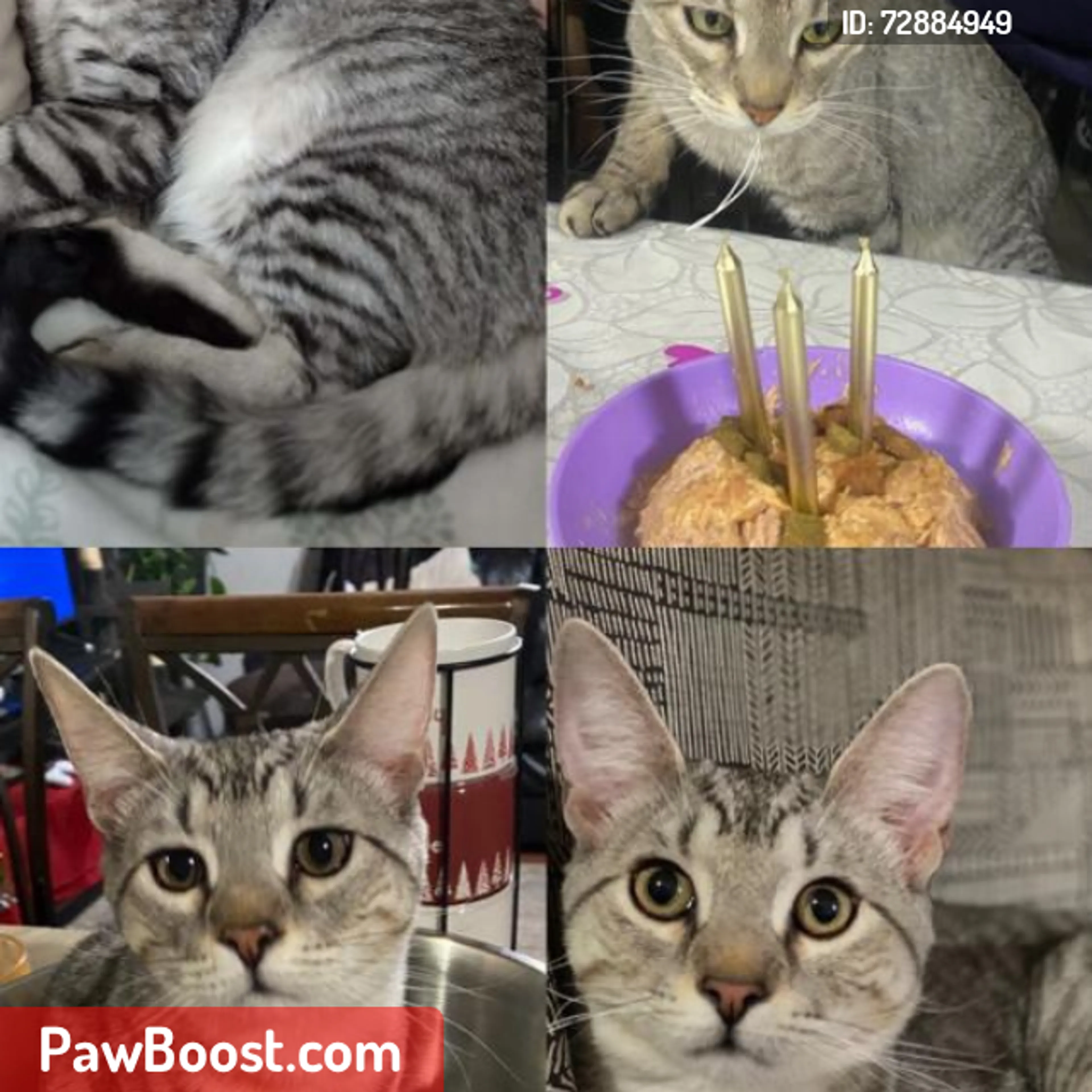 Lost pet