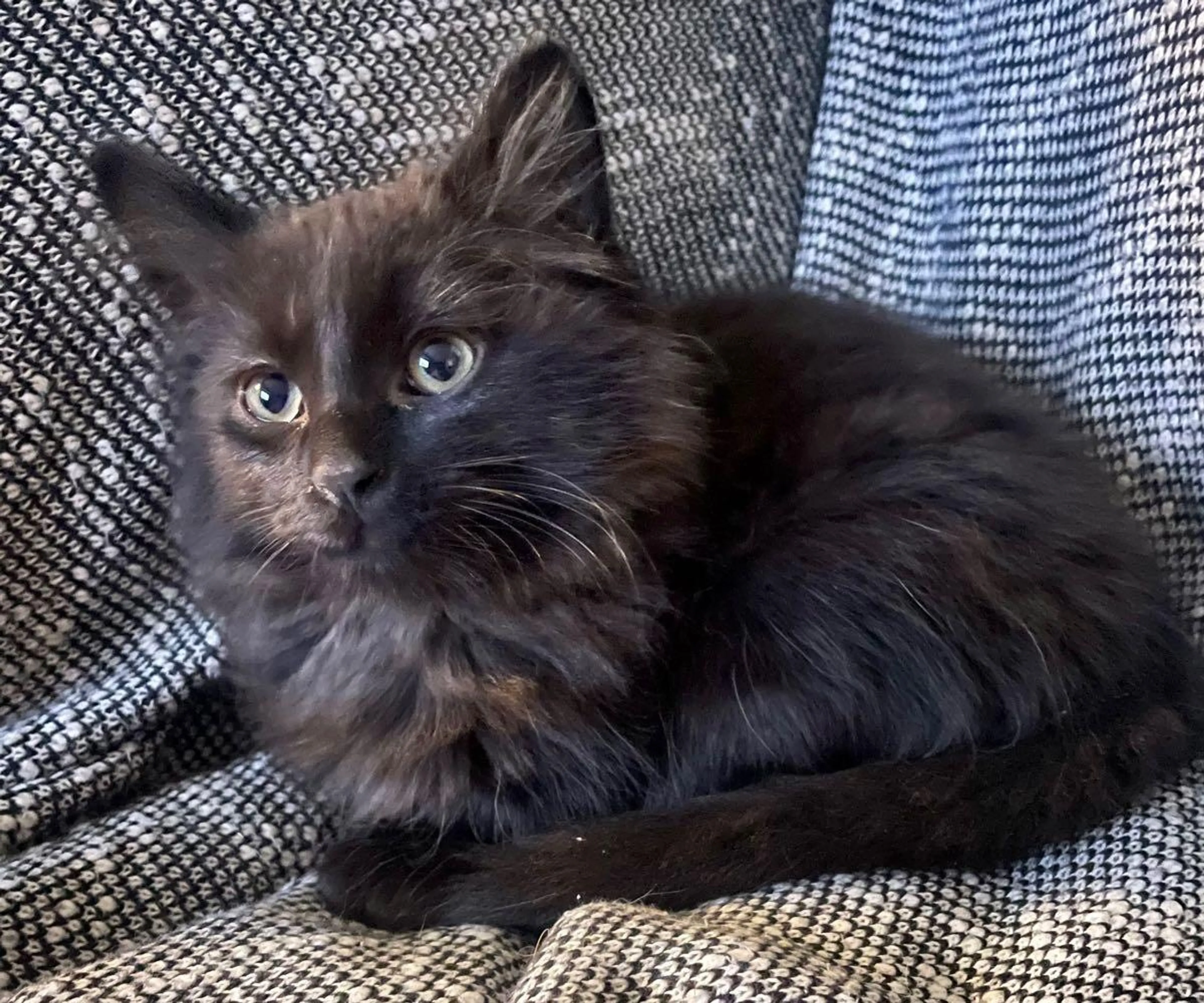 Lost pet