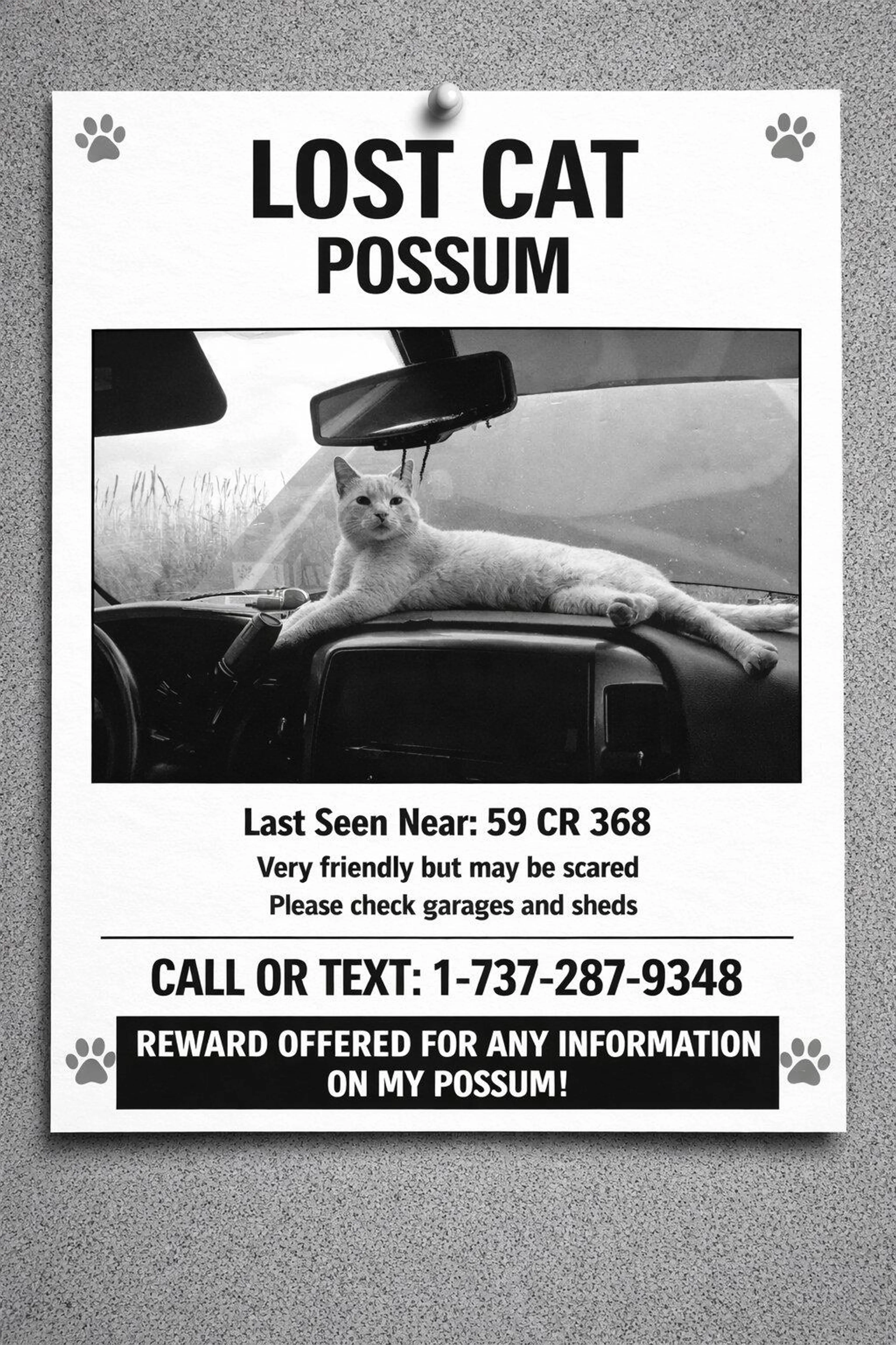 Lost pet
