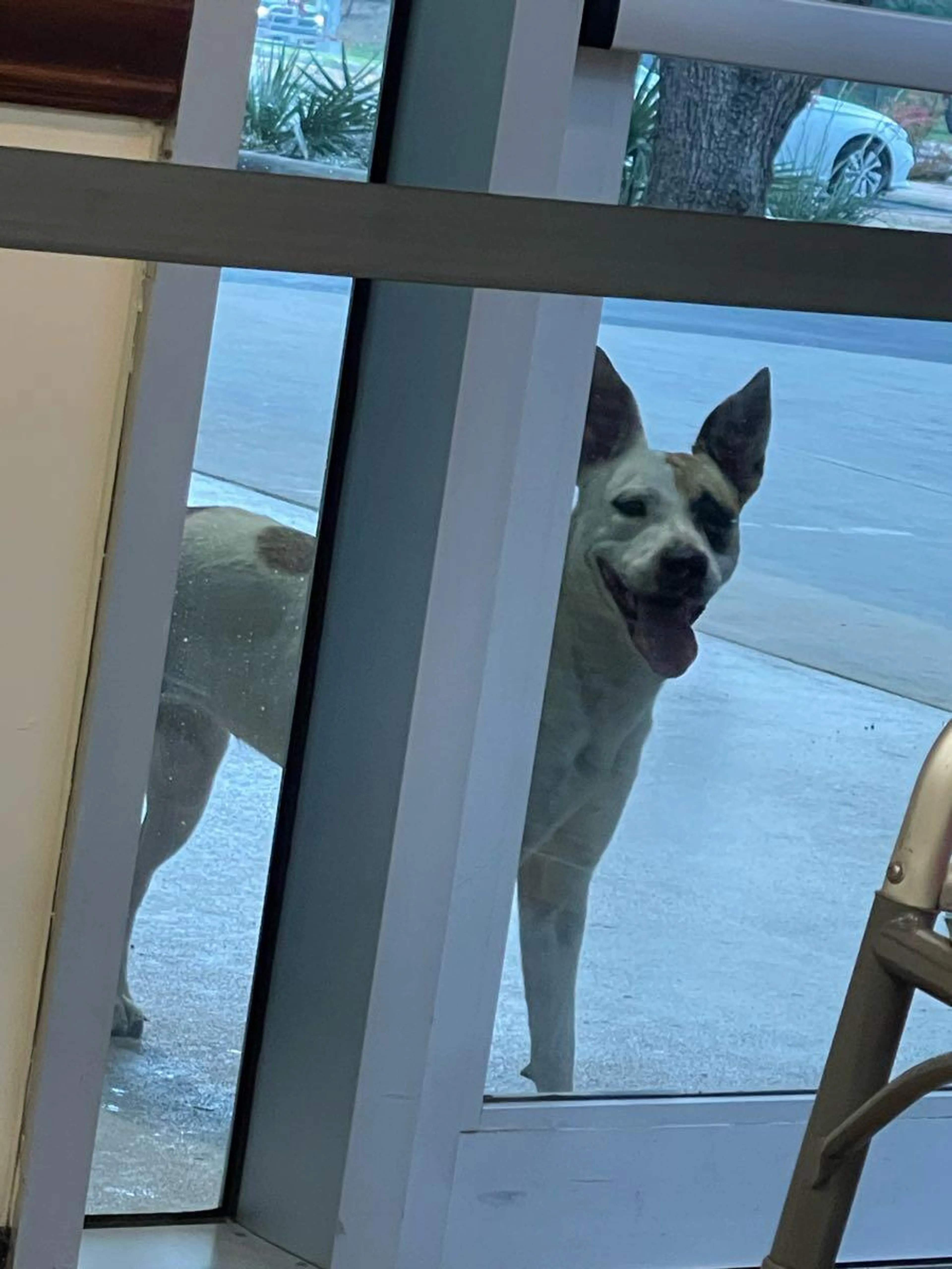 Lost pet