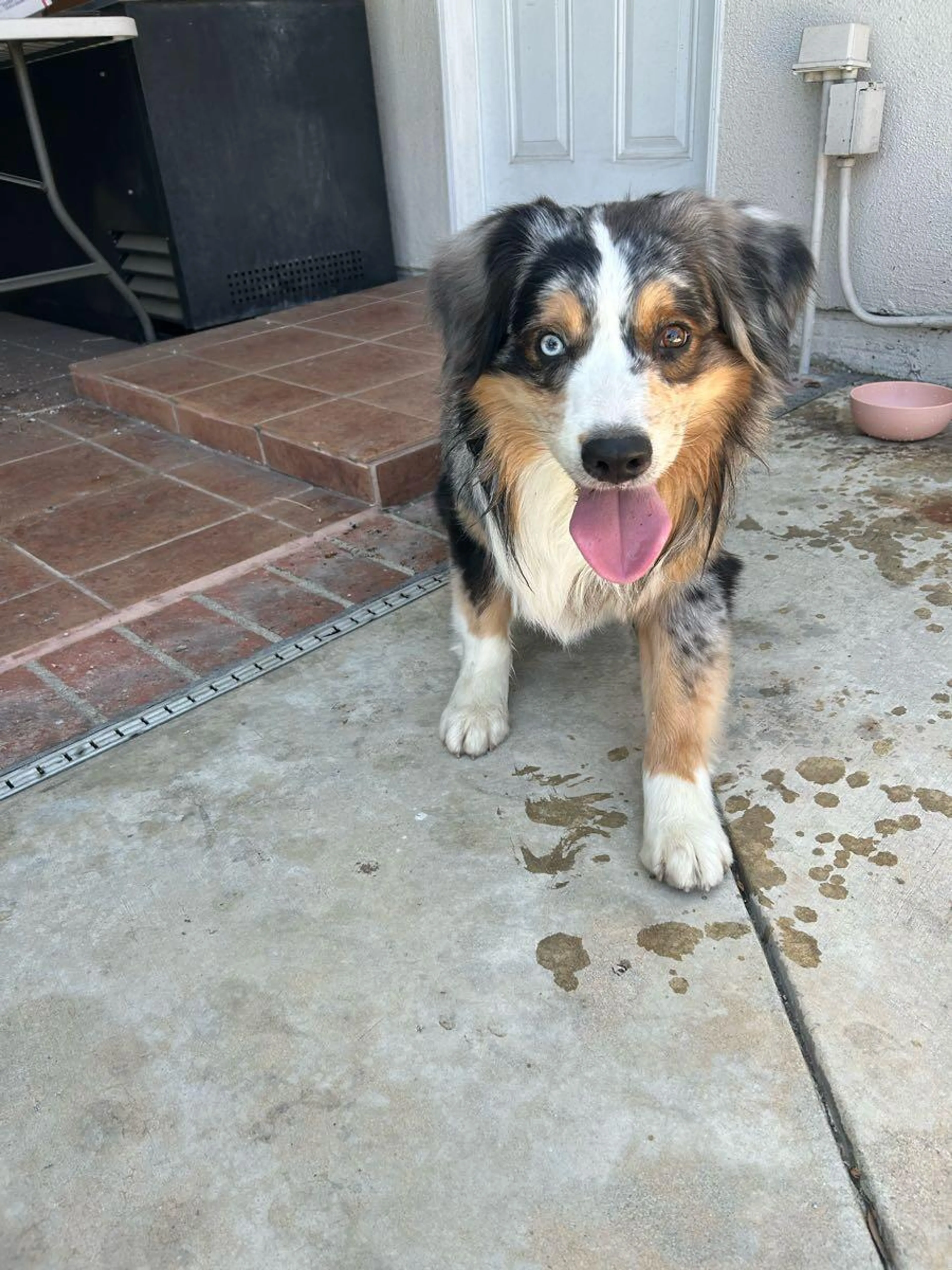 Found pet