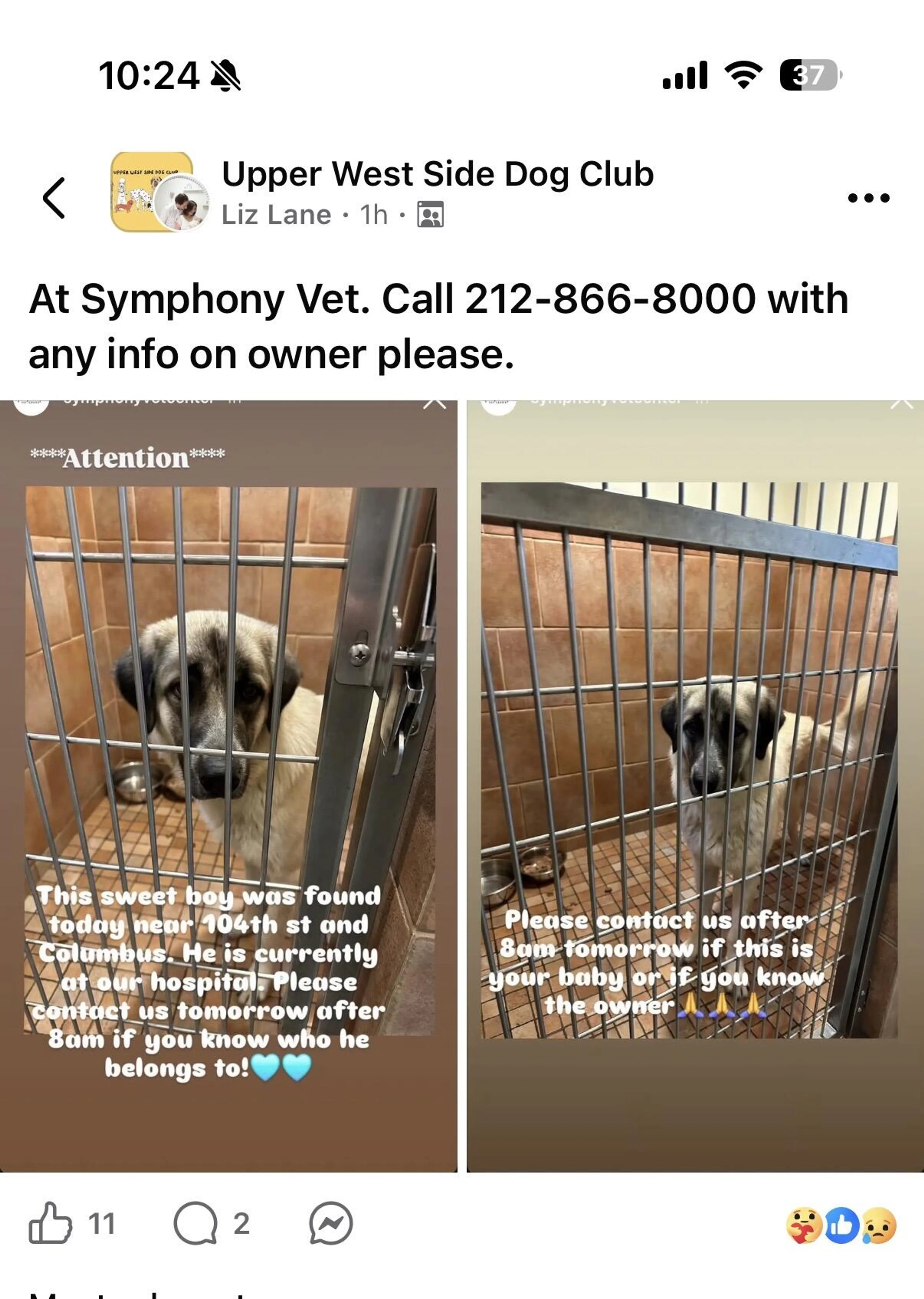 Found pet