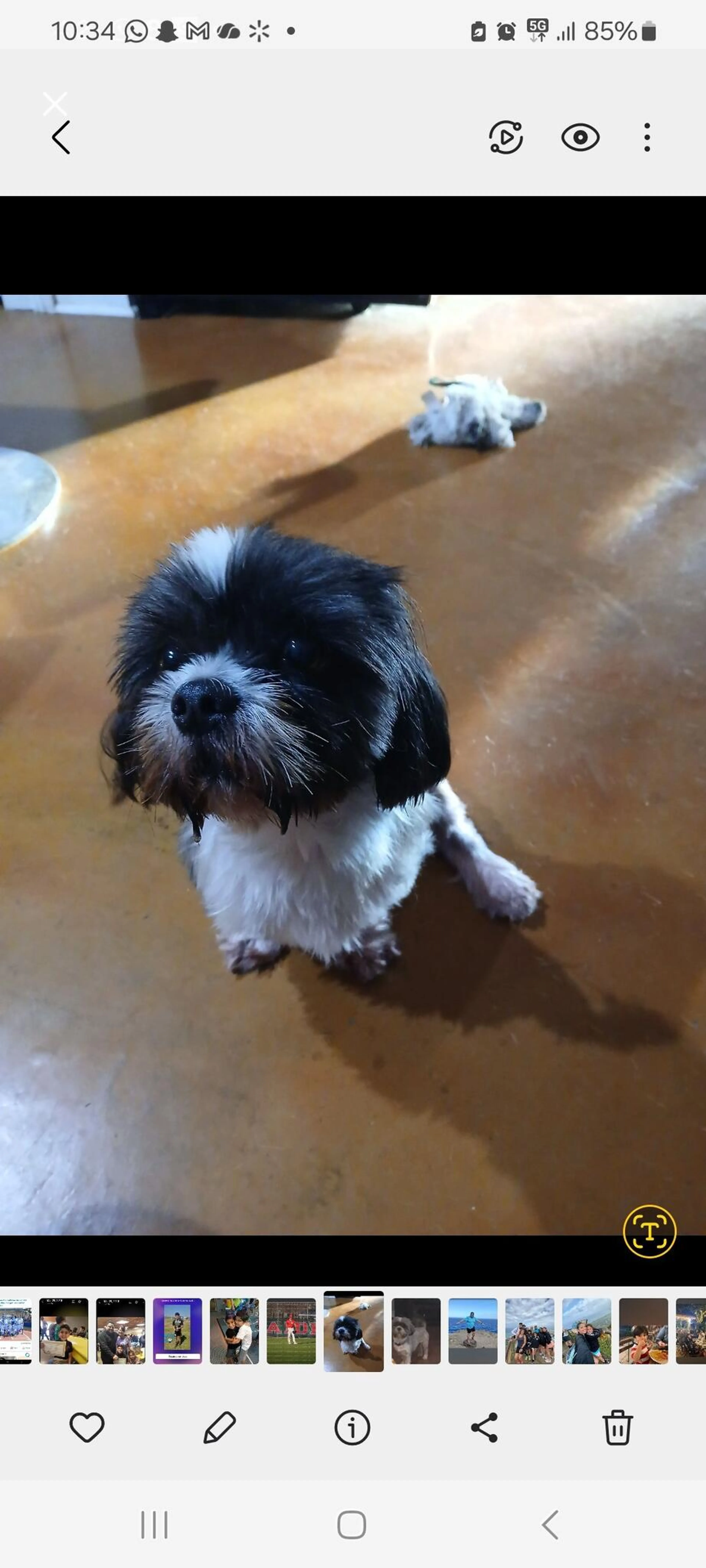 Lost pet