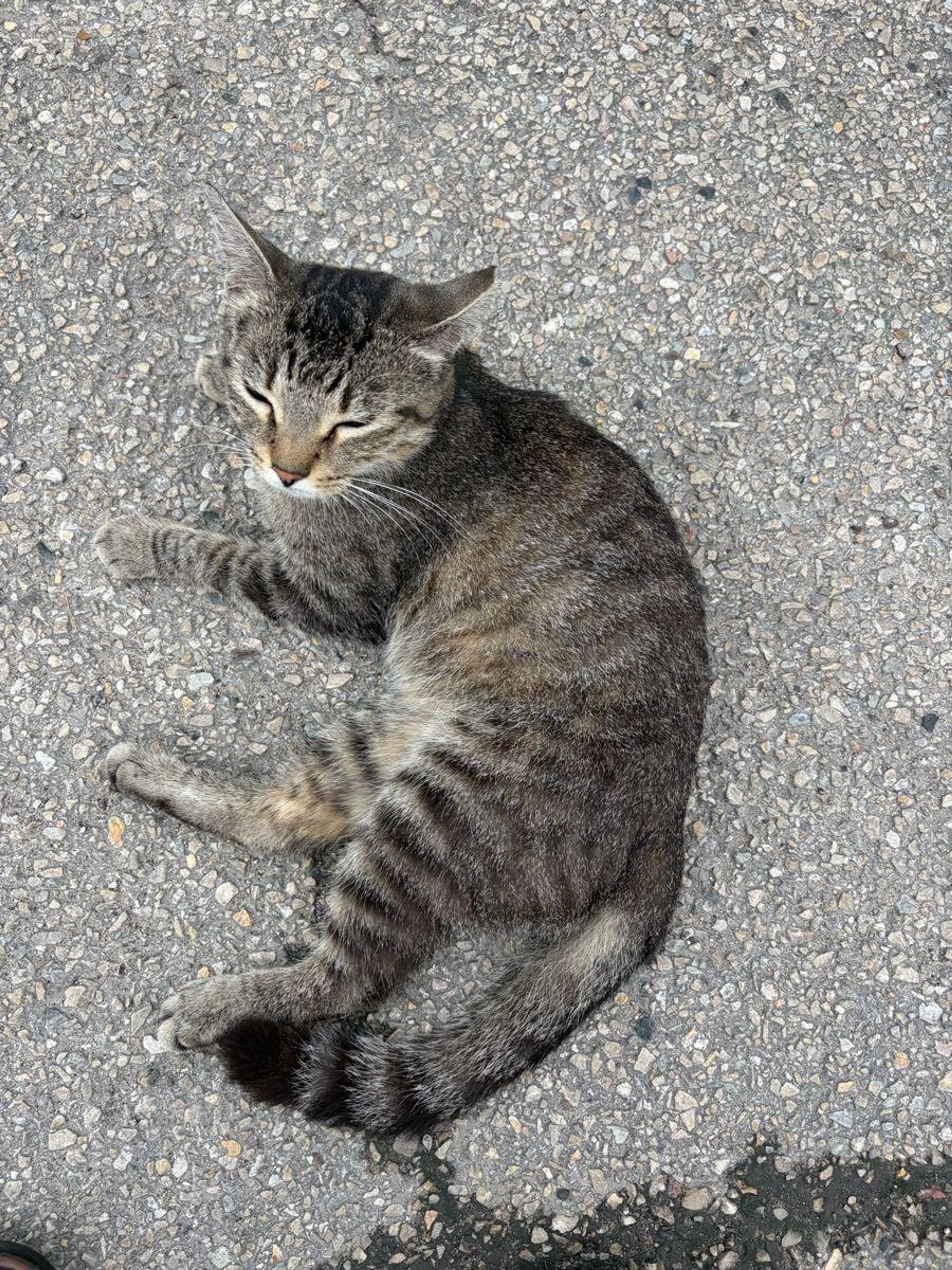 Found pet