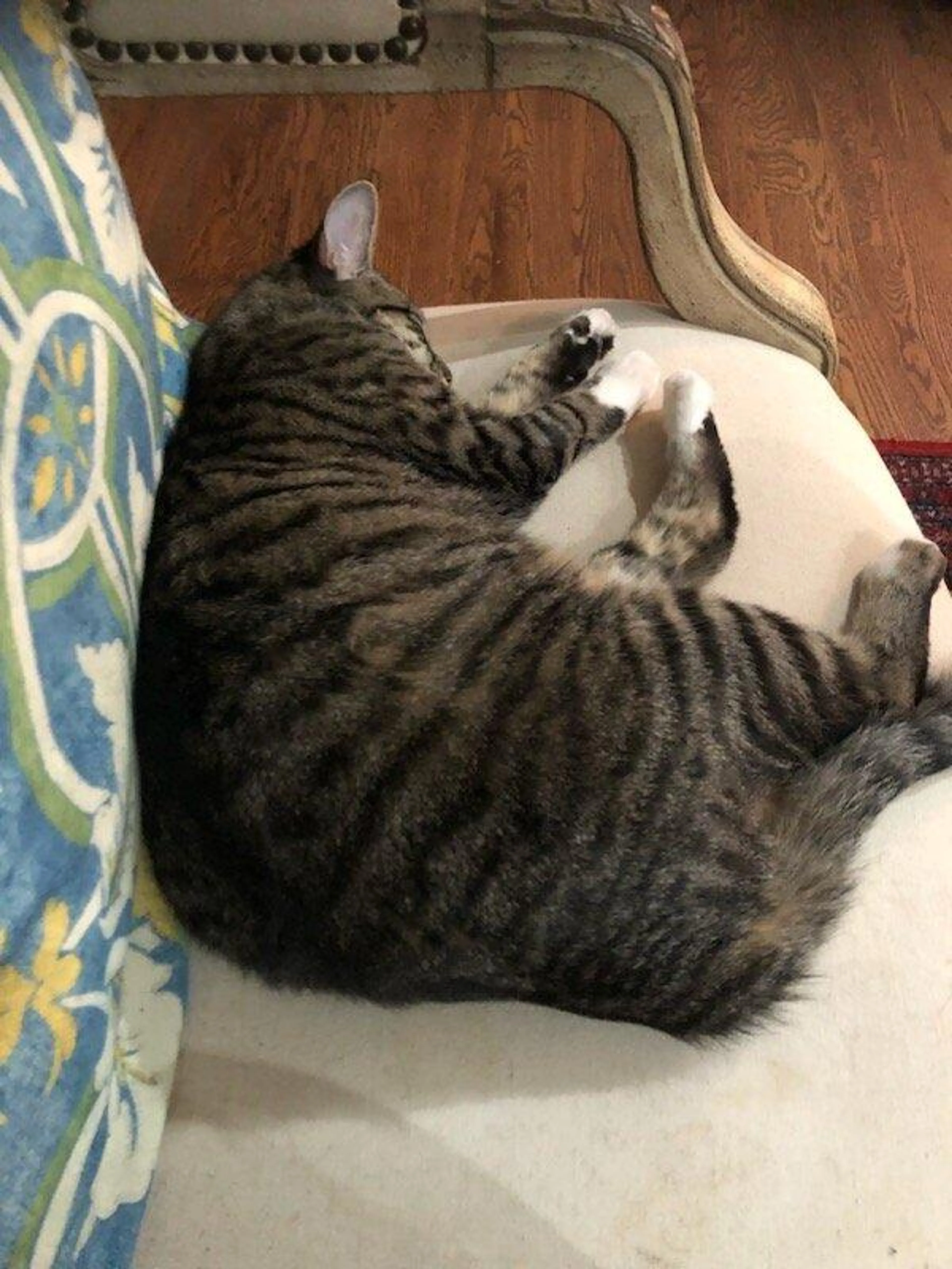 Lost pet