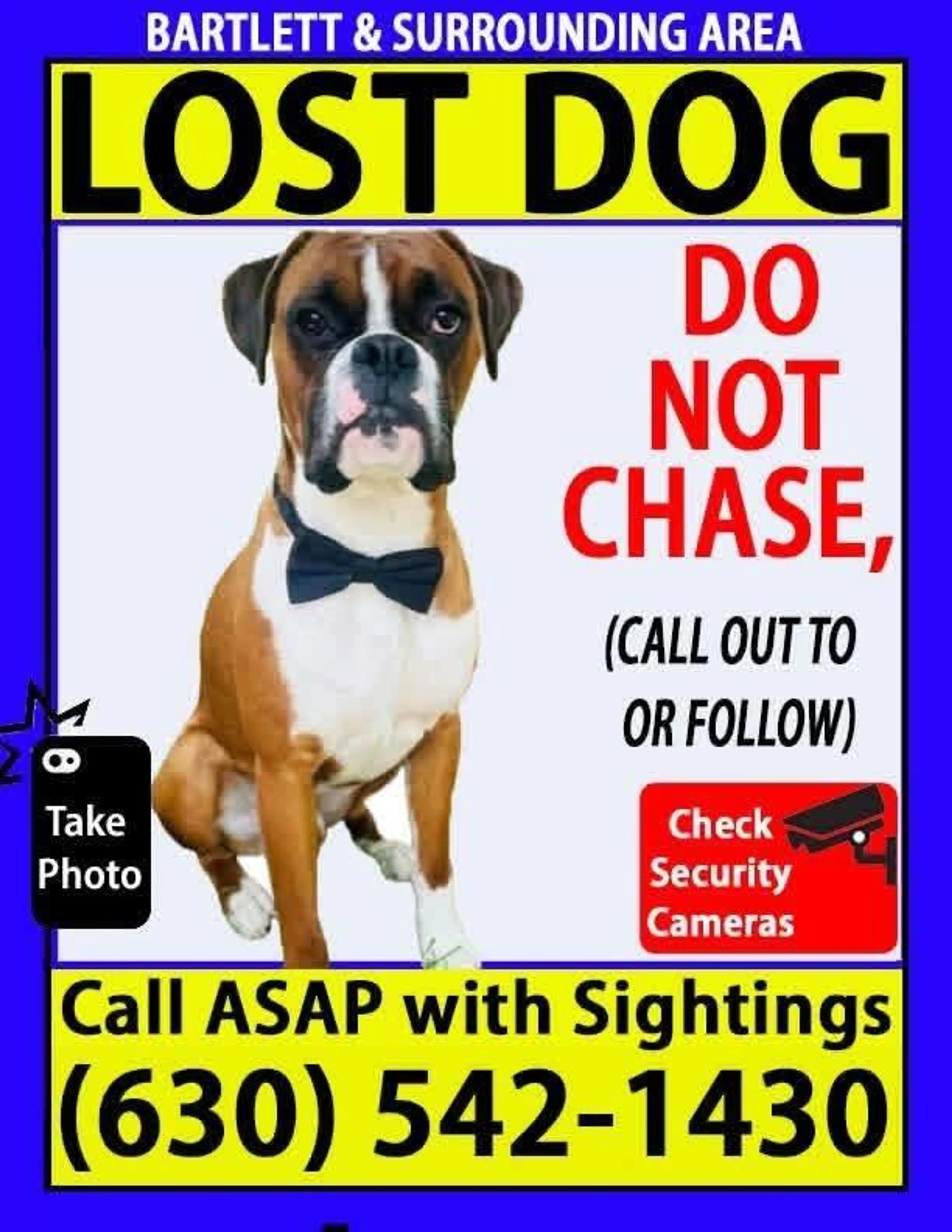 Lost pet