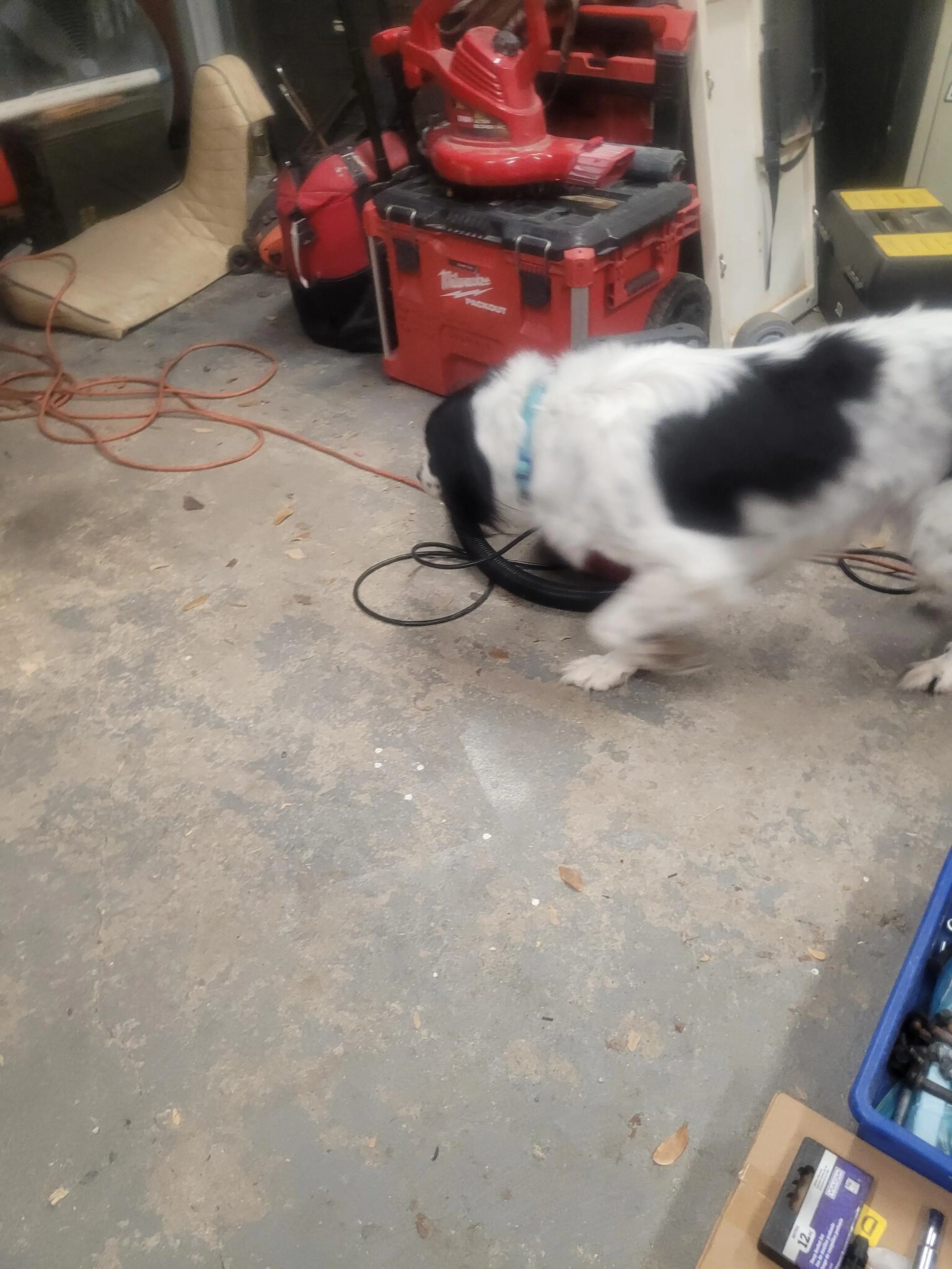 Found pet