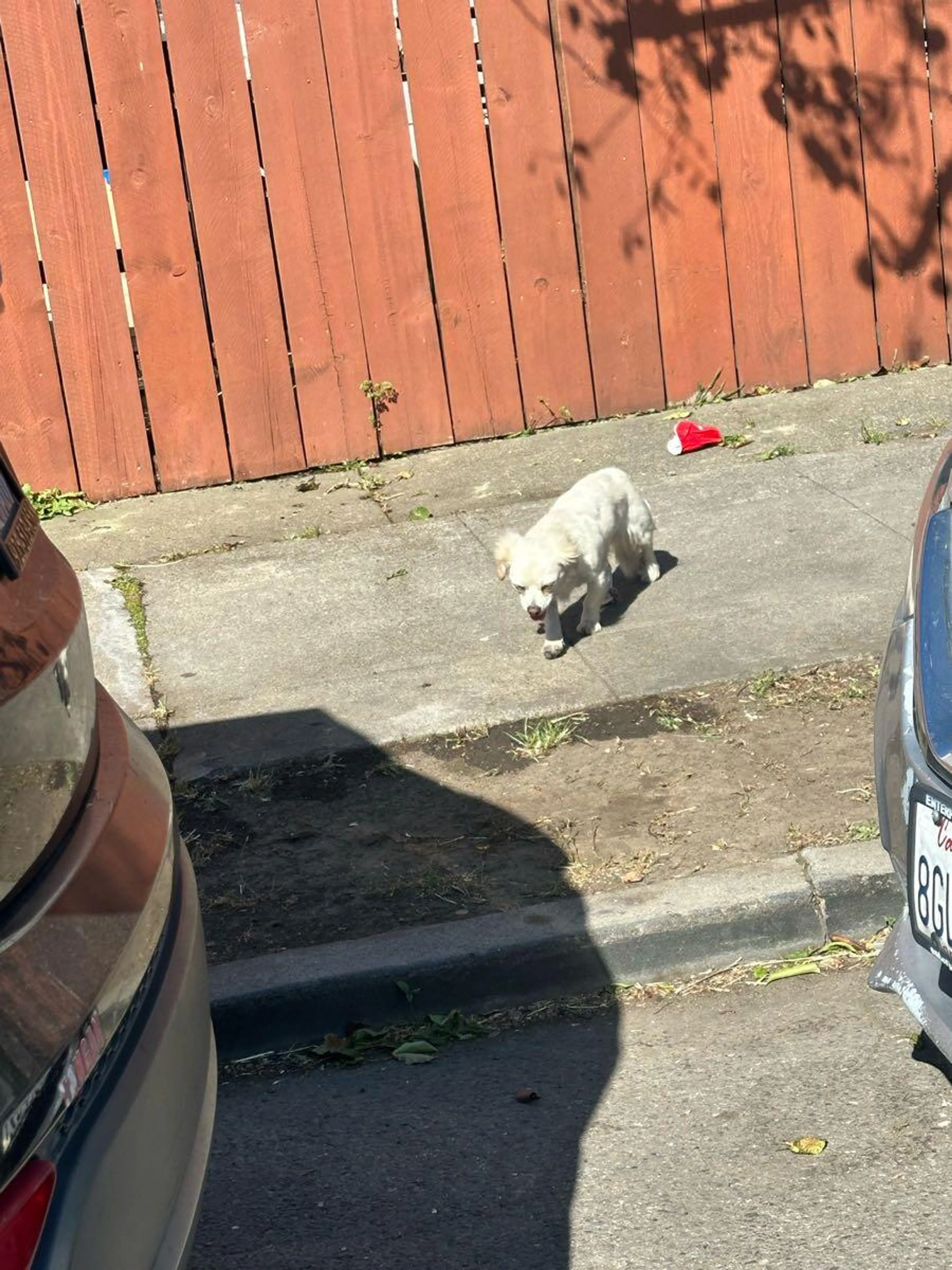 Lost pet