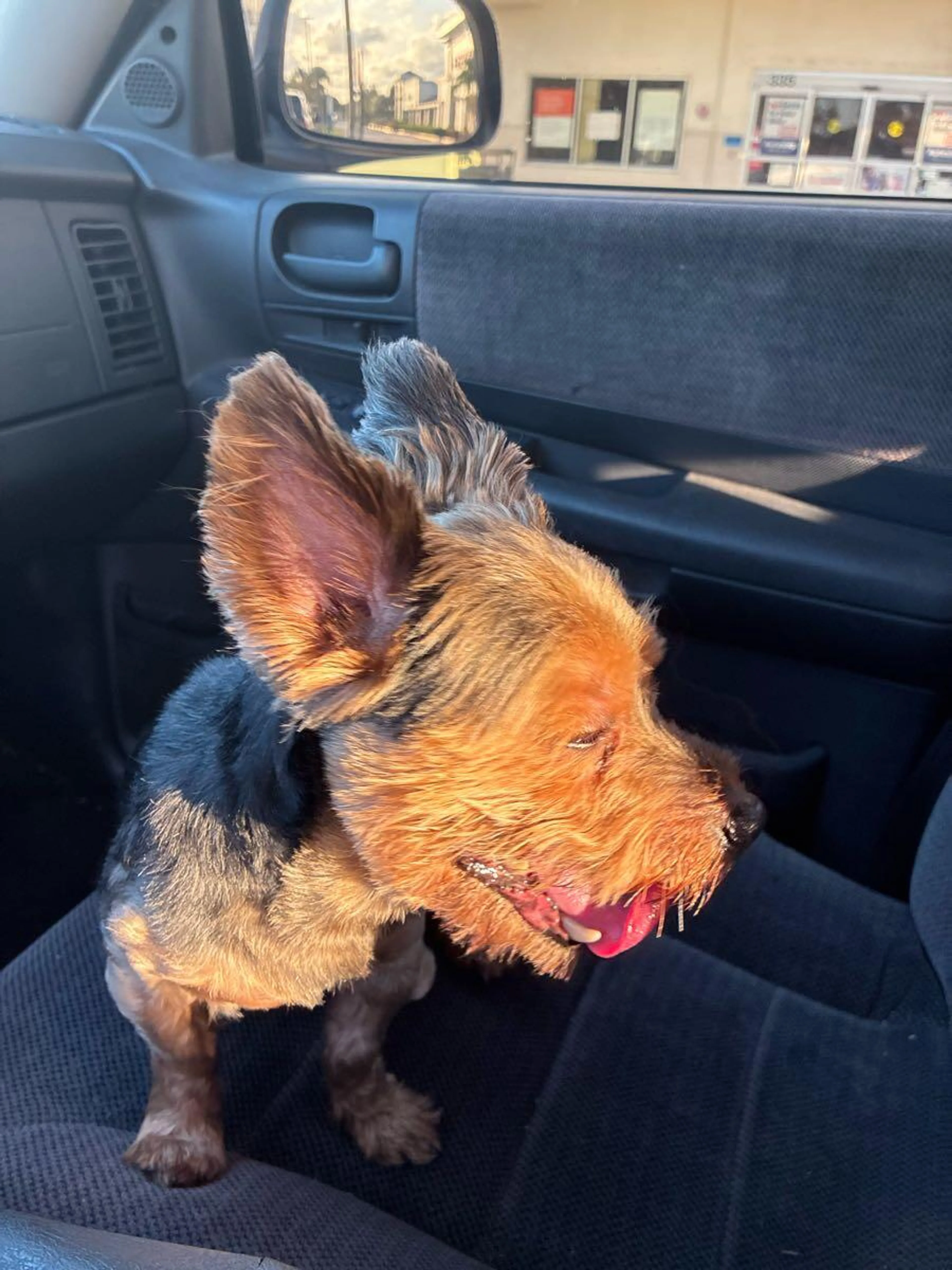 Found pet