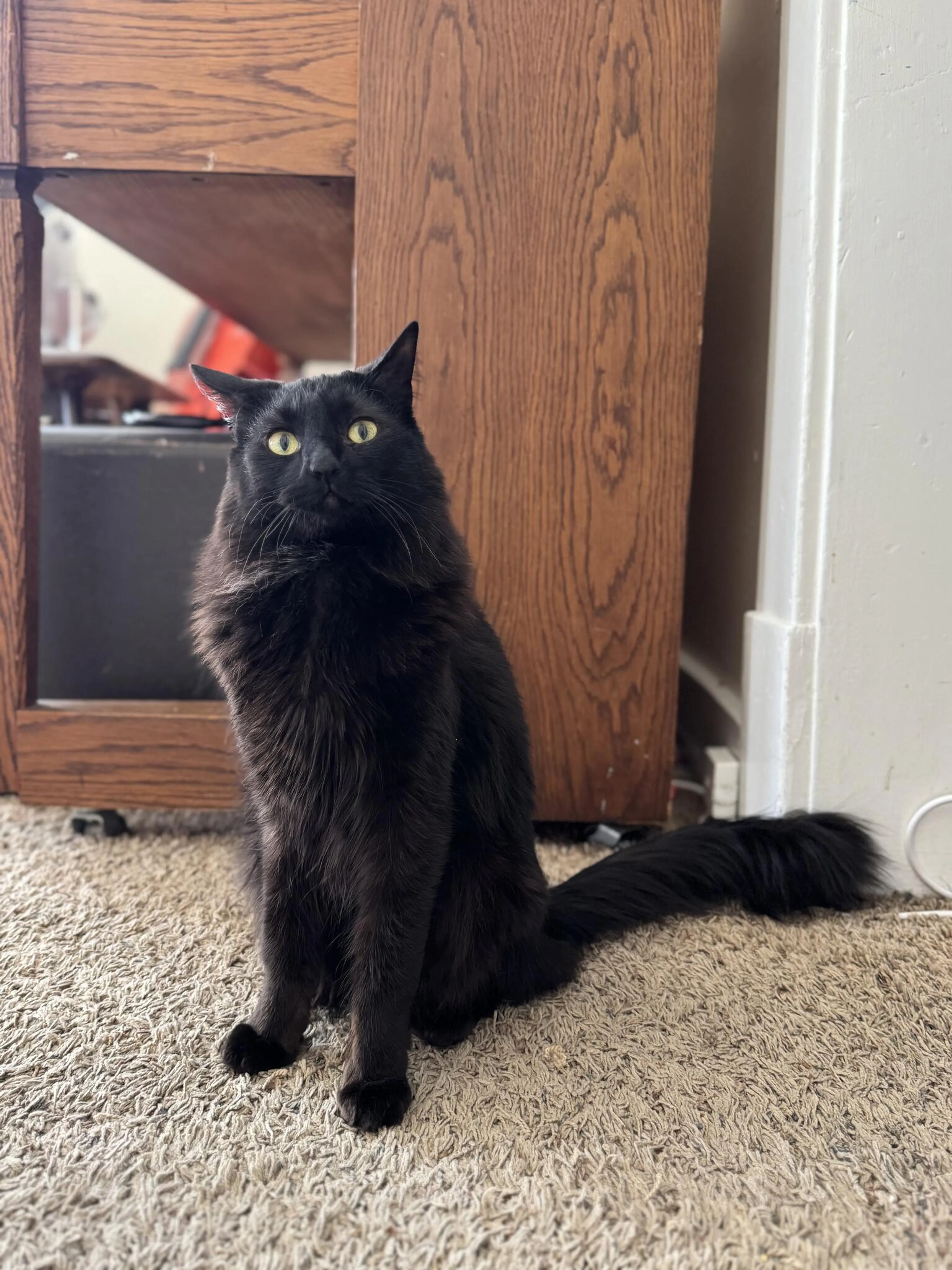 Lost pet