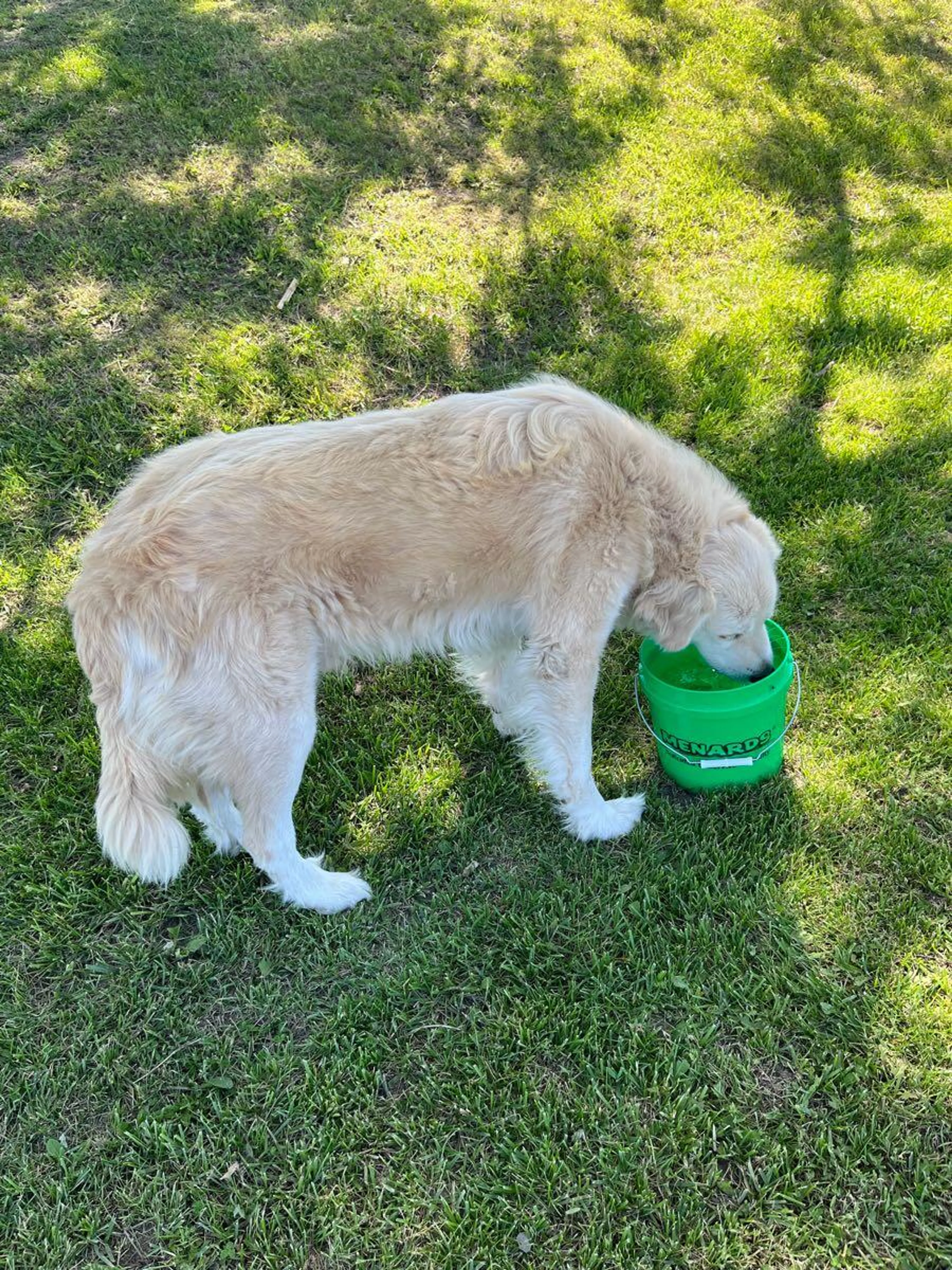 Found pet