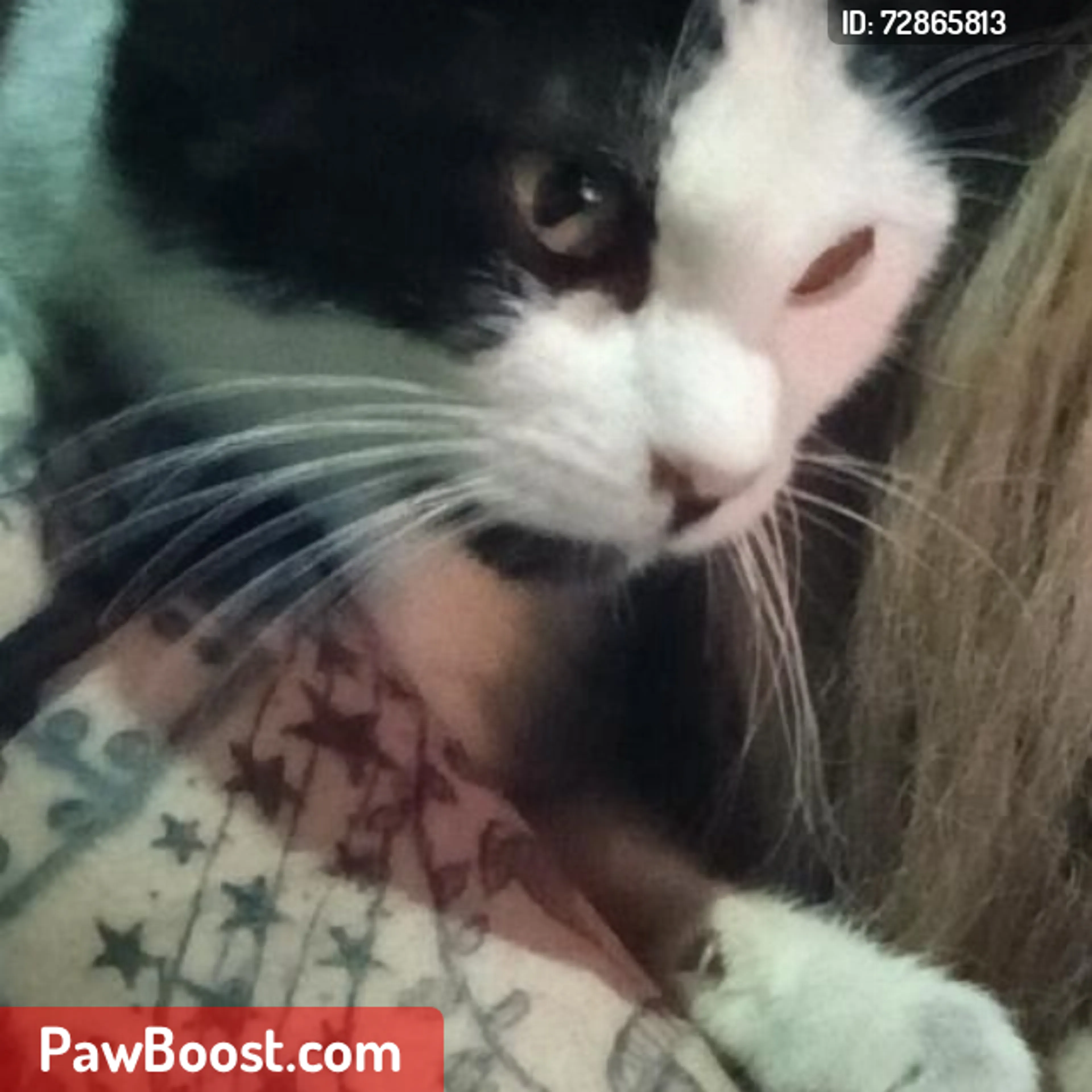 Lost pet