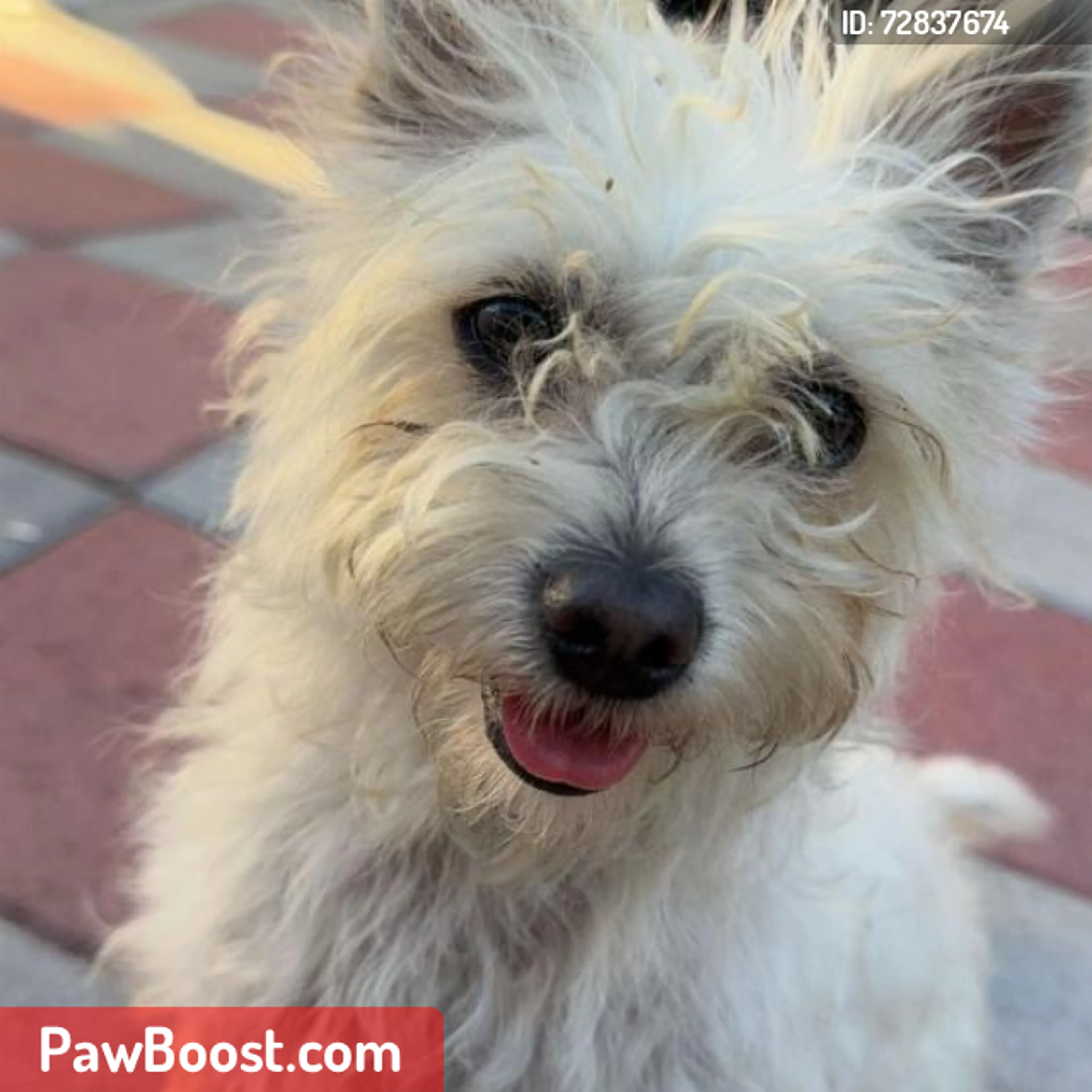 Lost pet