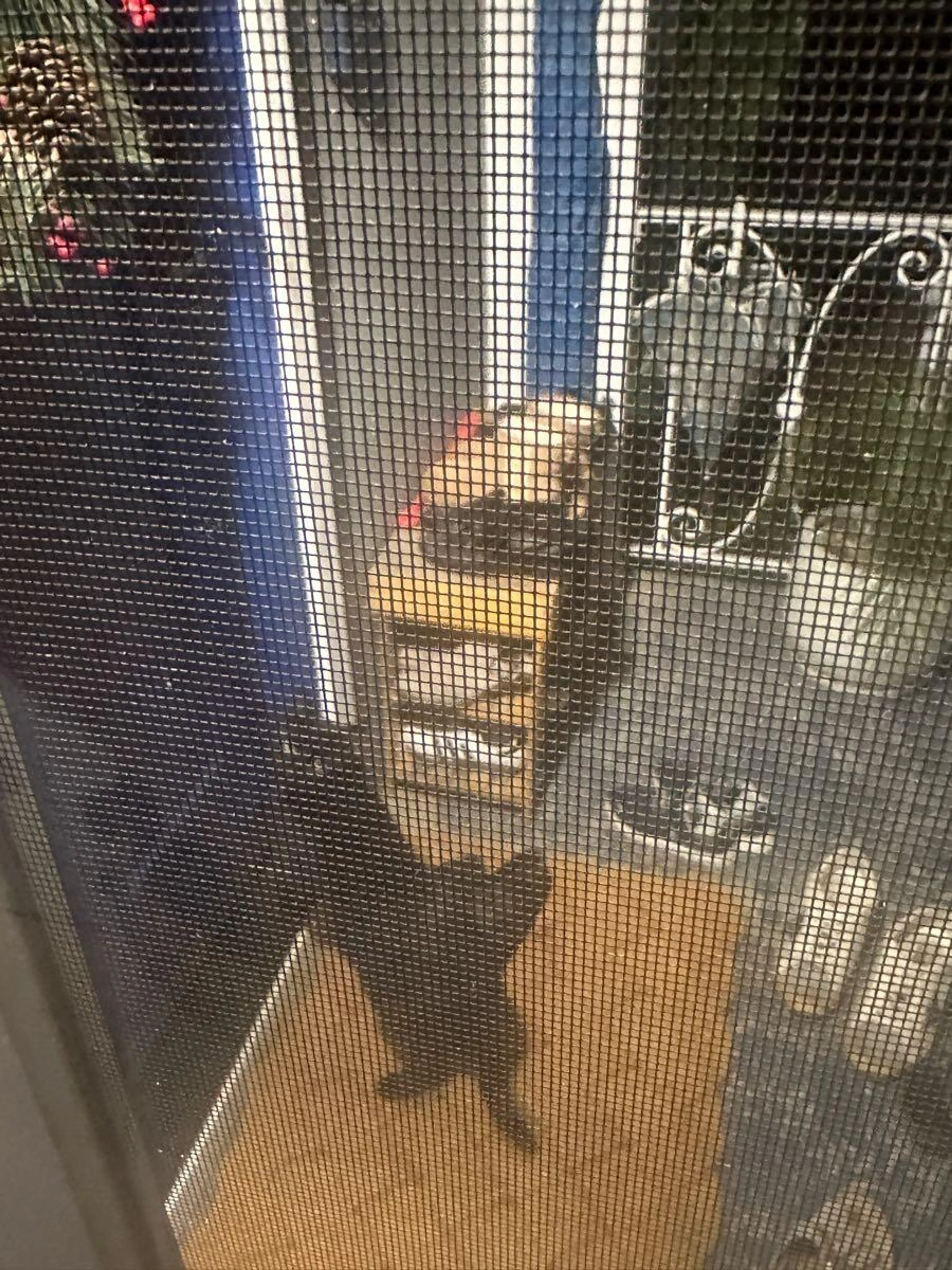 Found pet