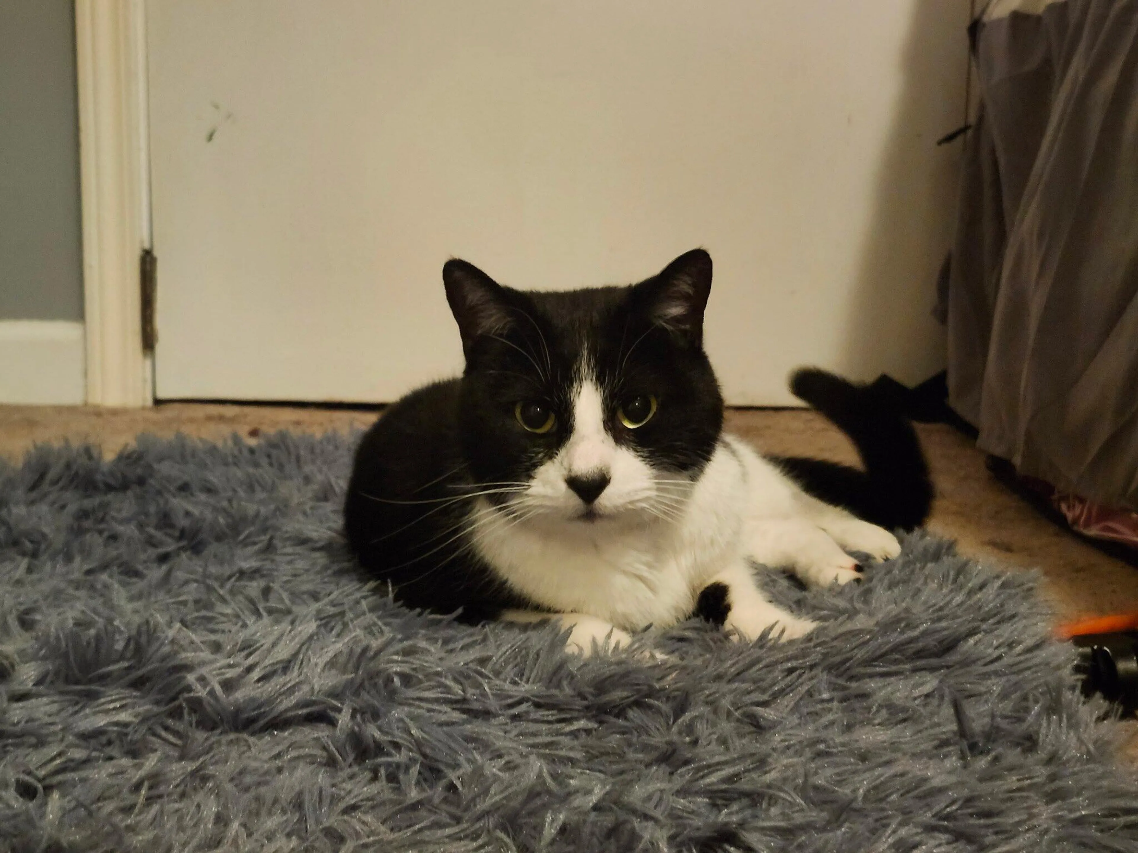 Lost pet