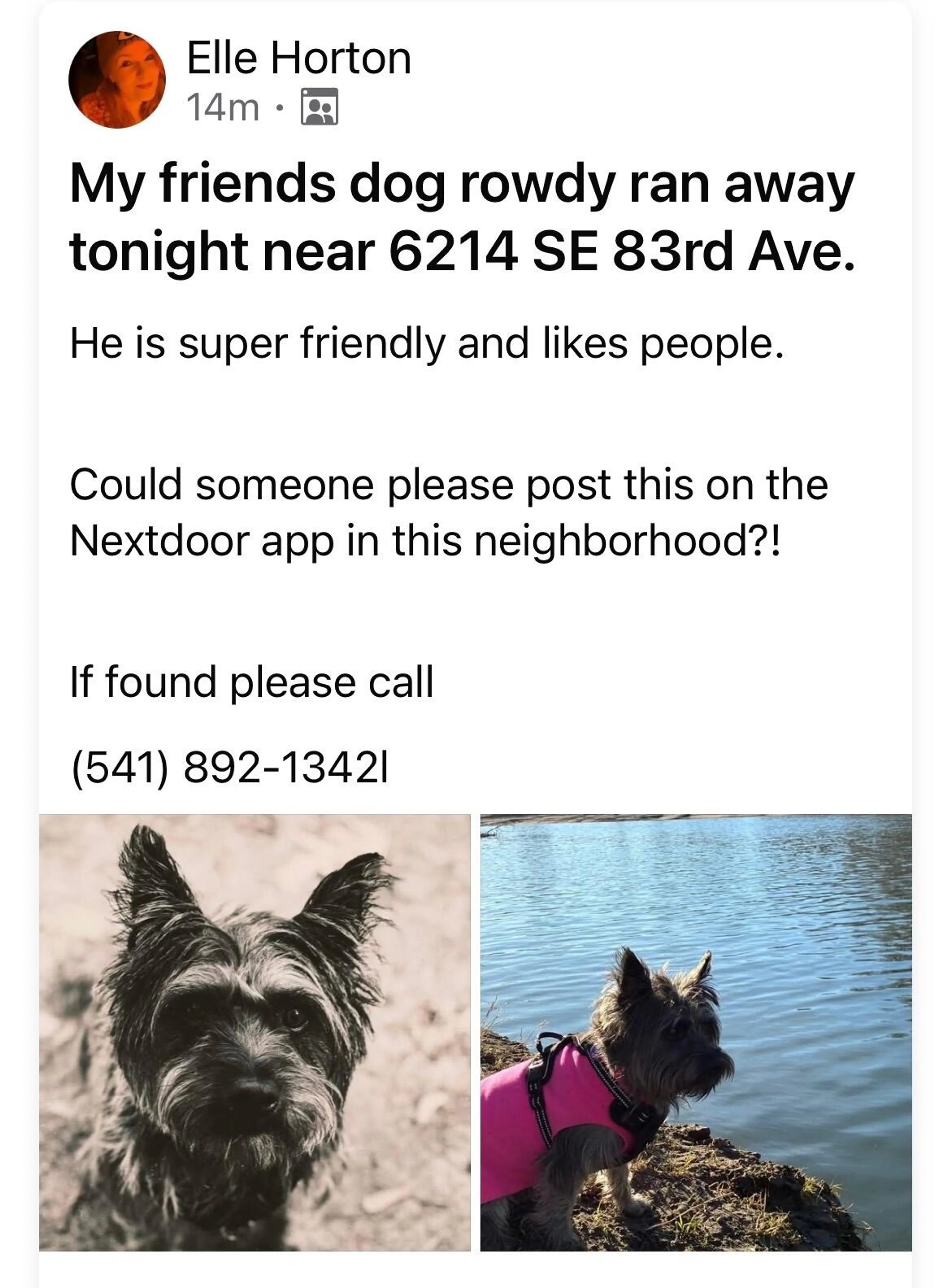 Lost pet