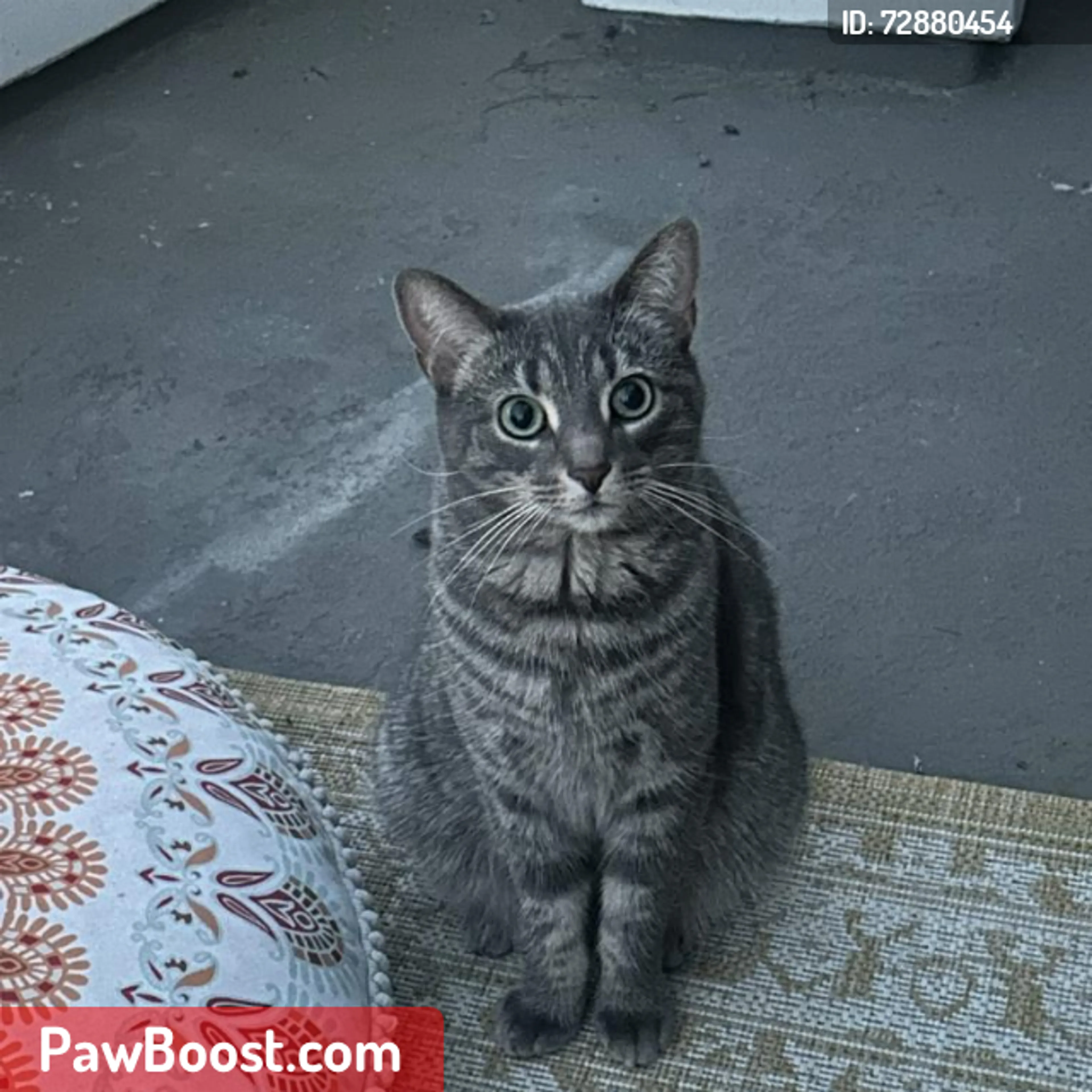 Lost pet