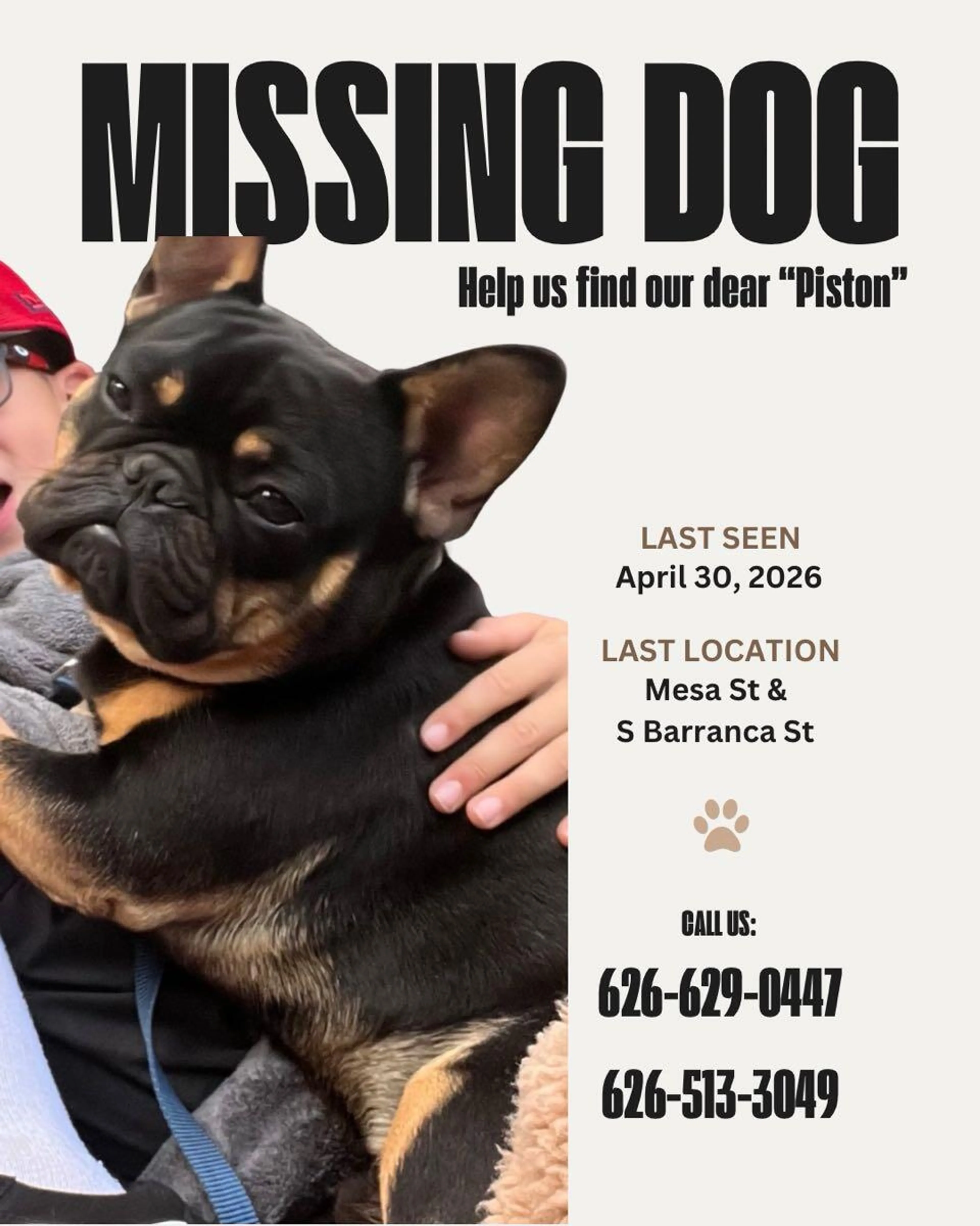 Lost pet