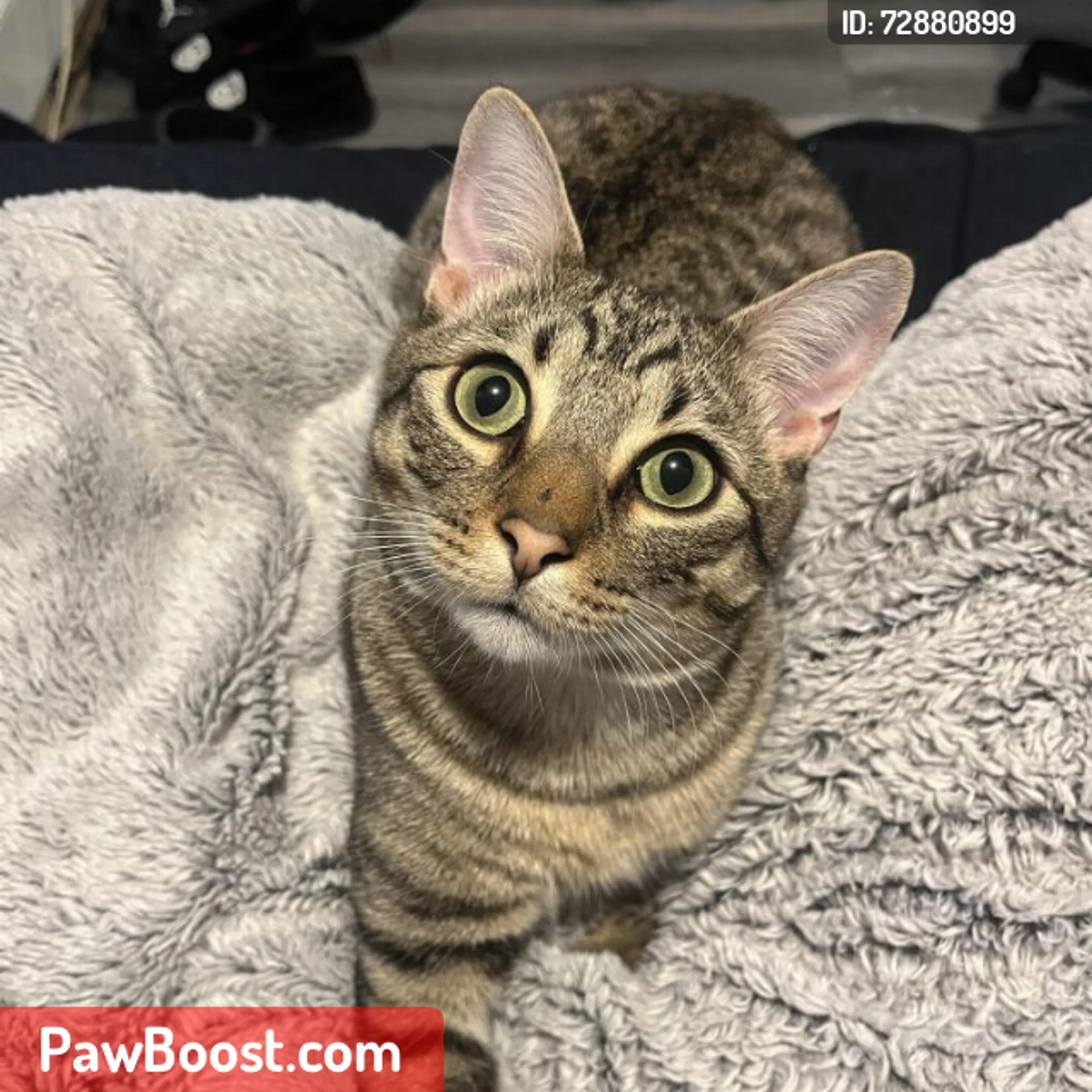 Lost pet