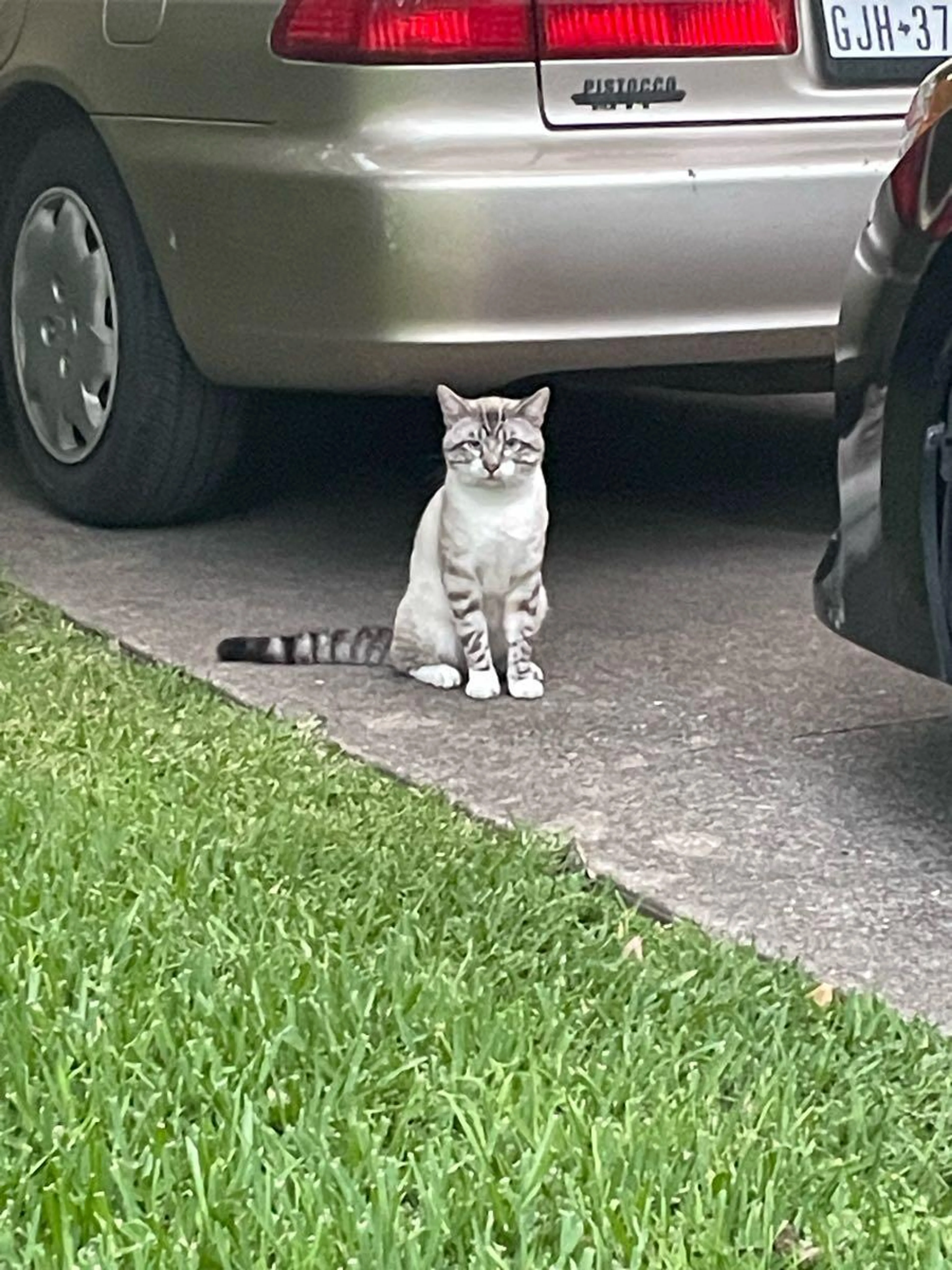 Found pet