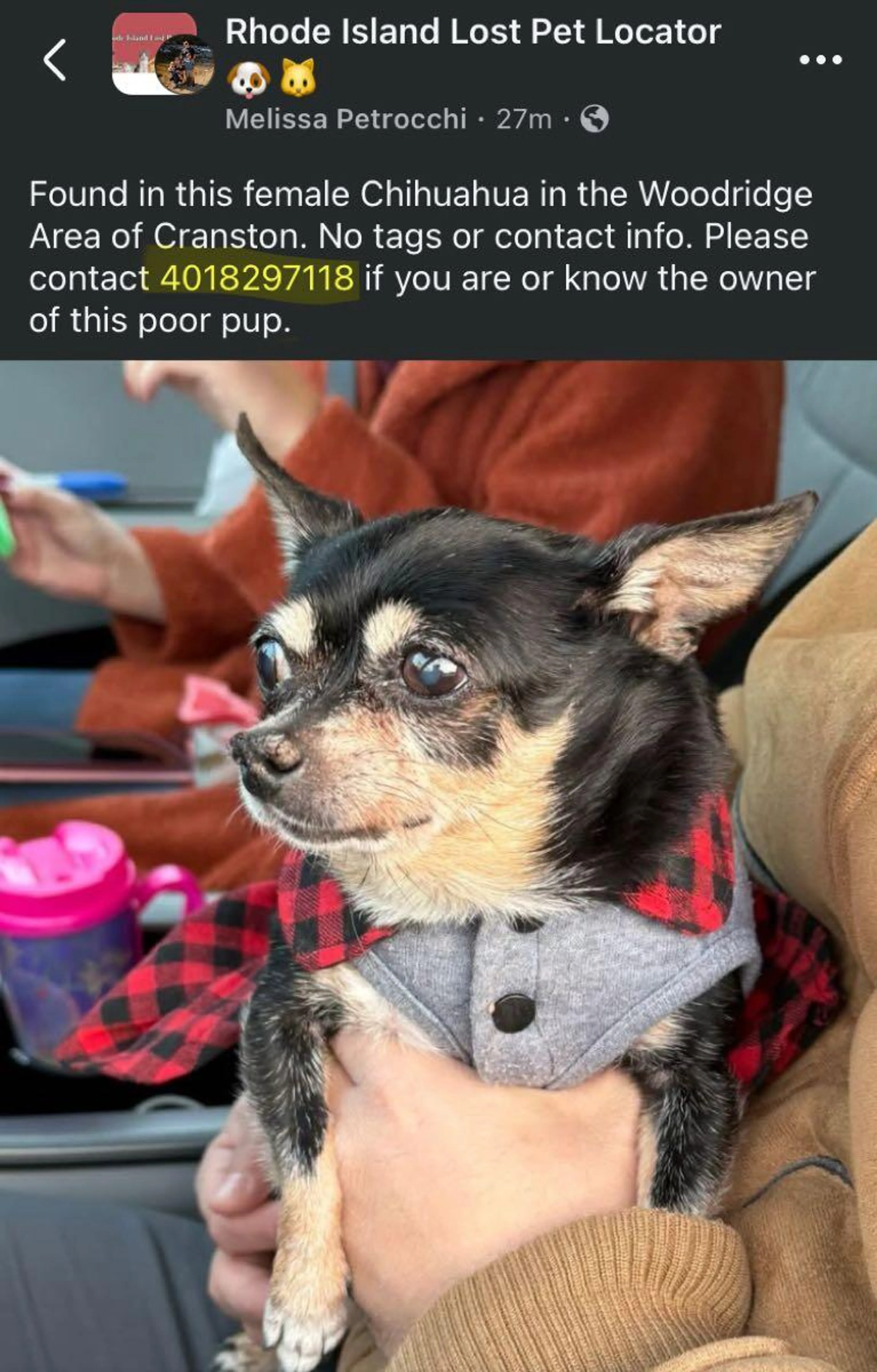 Found pet